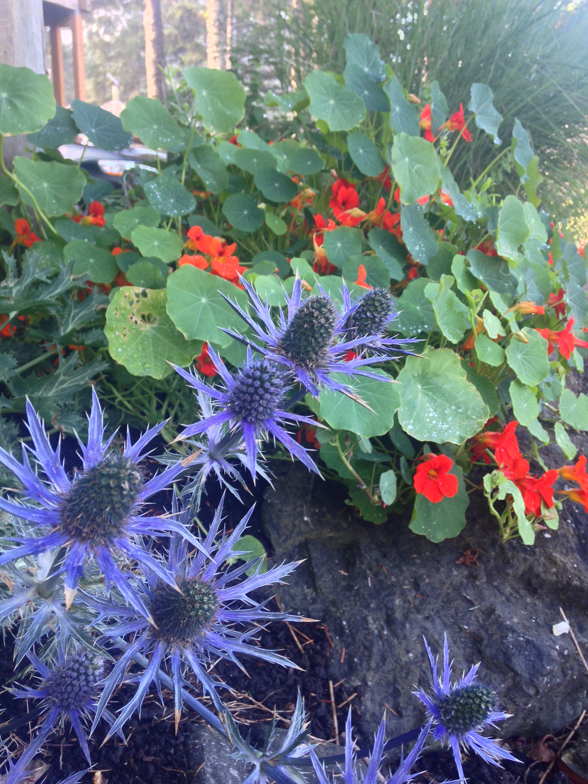 2014-07-24 Farmer Sea Holly.jpg