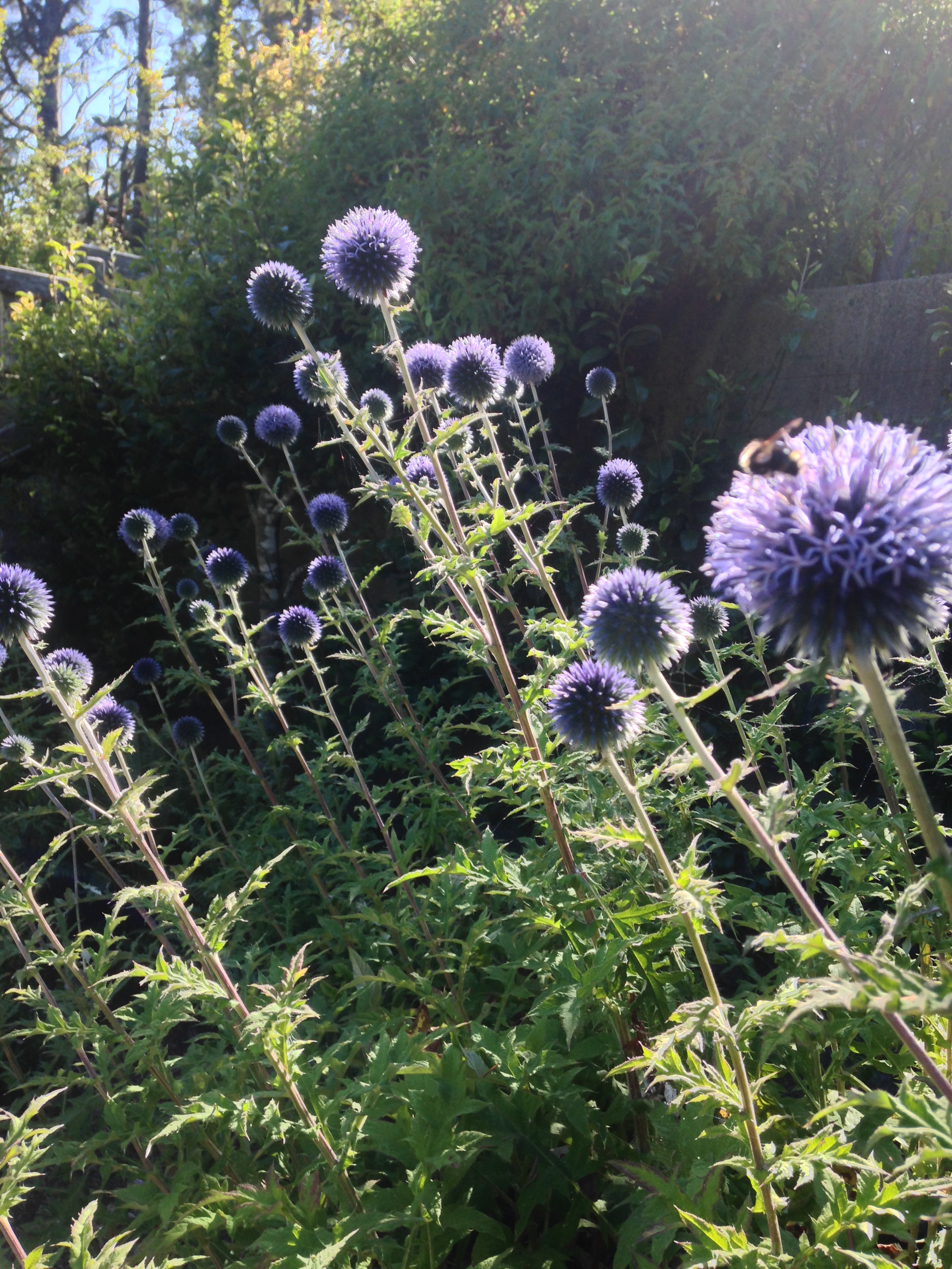 2014-07-30 Frank Bees Thistle.jpg