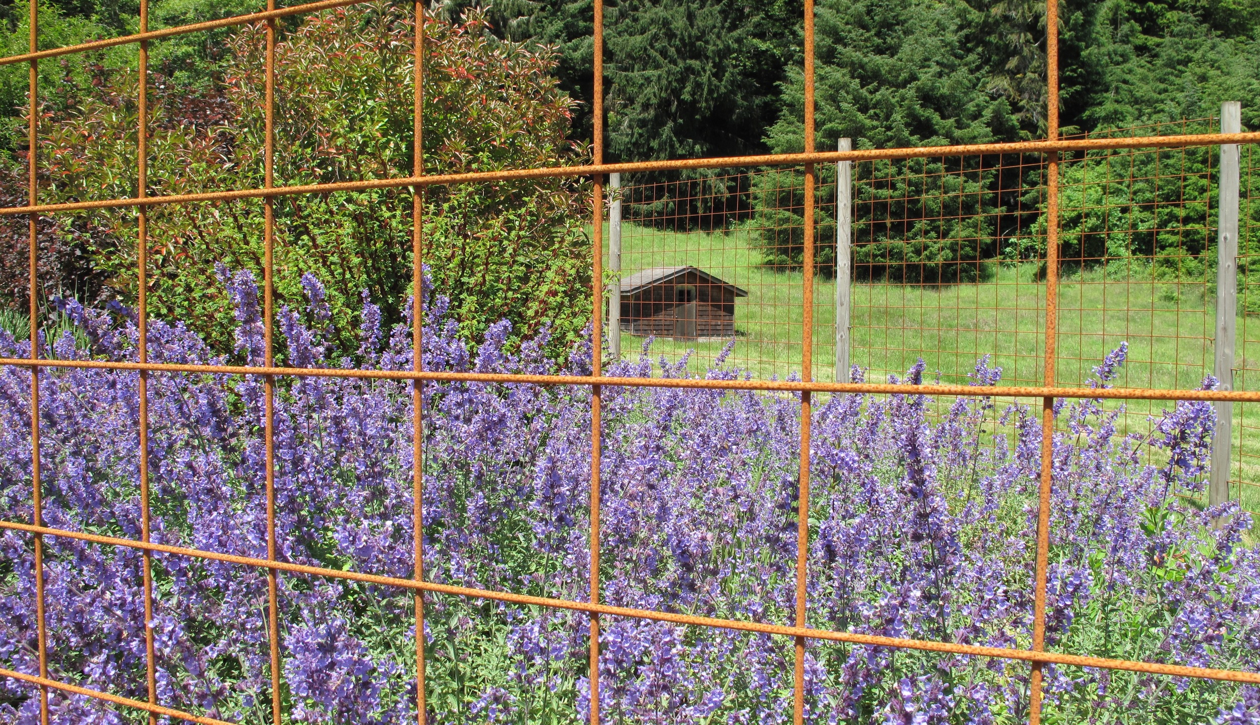 Non-galvanized Steel Fencing for elk protection