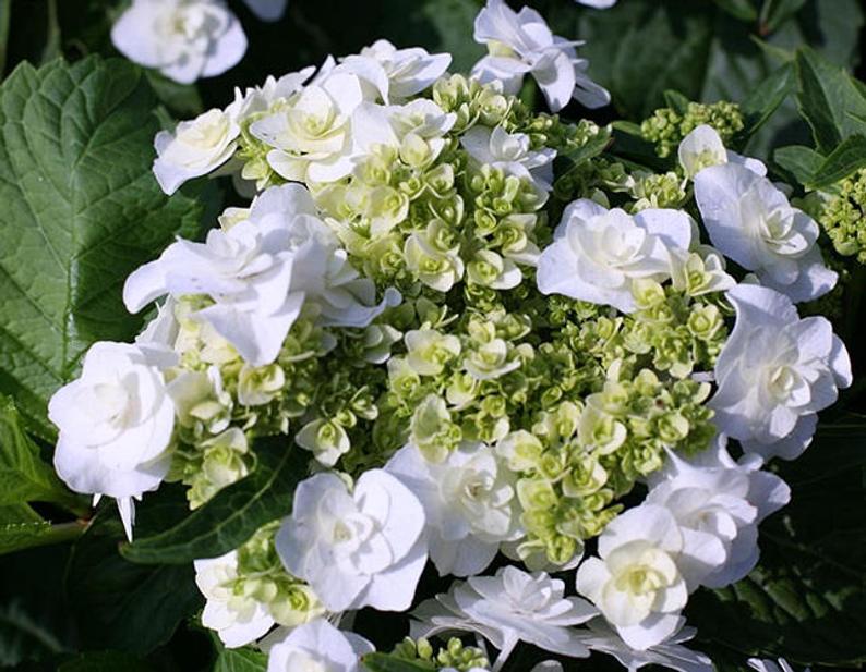 The exquisite Hydrangea Wedding... - Big Bloomers Flower Farm | Facebook