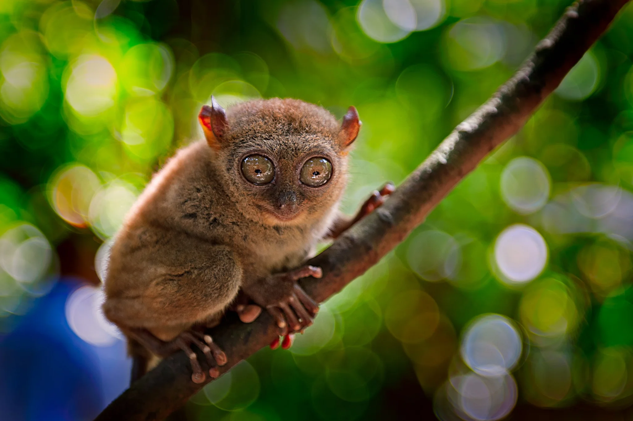 Tarsier des Philippines