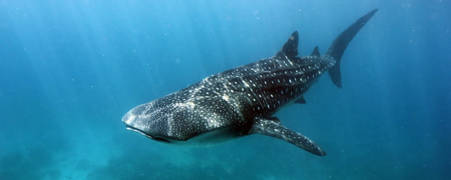 Requin-baleine, Oslob