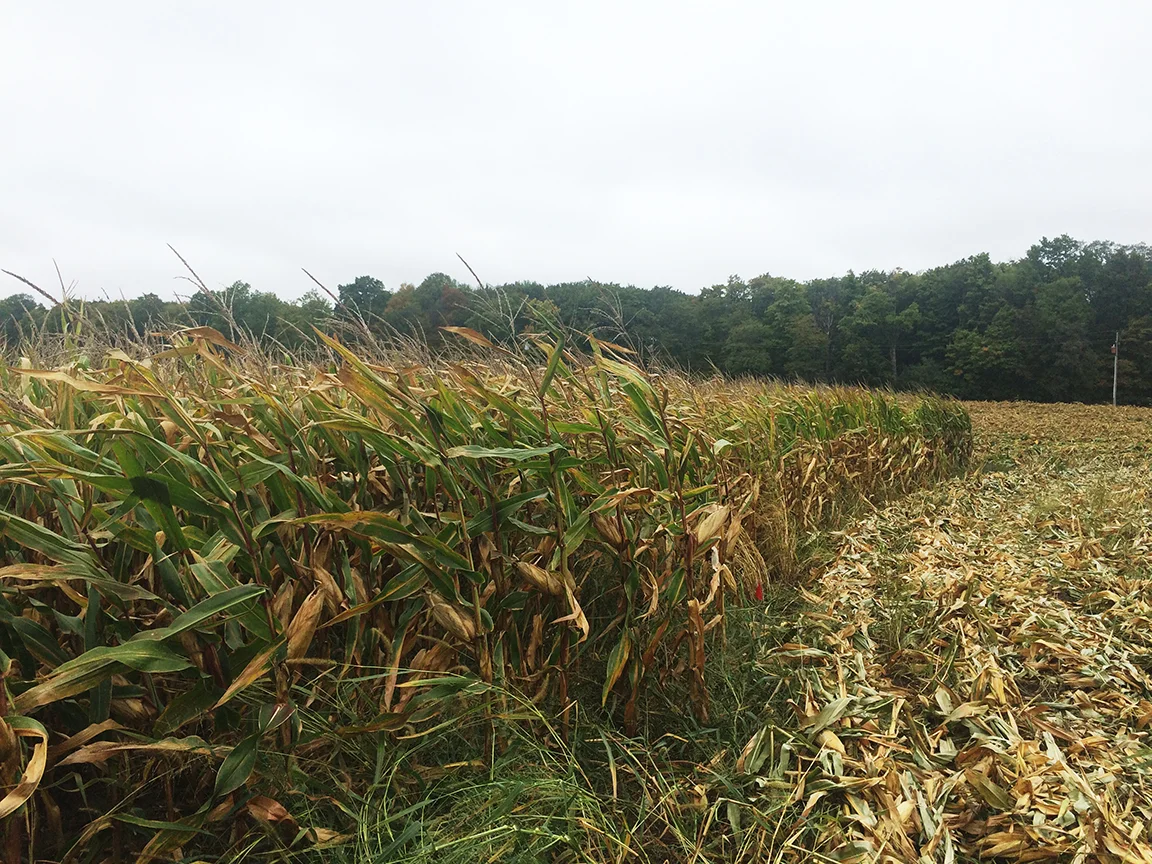 The Branton's corn field is partially harvested.