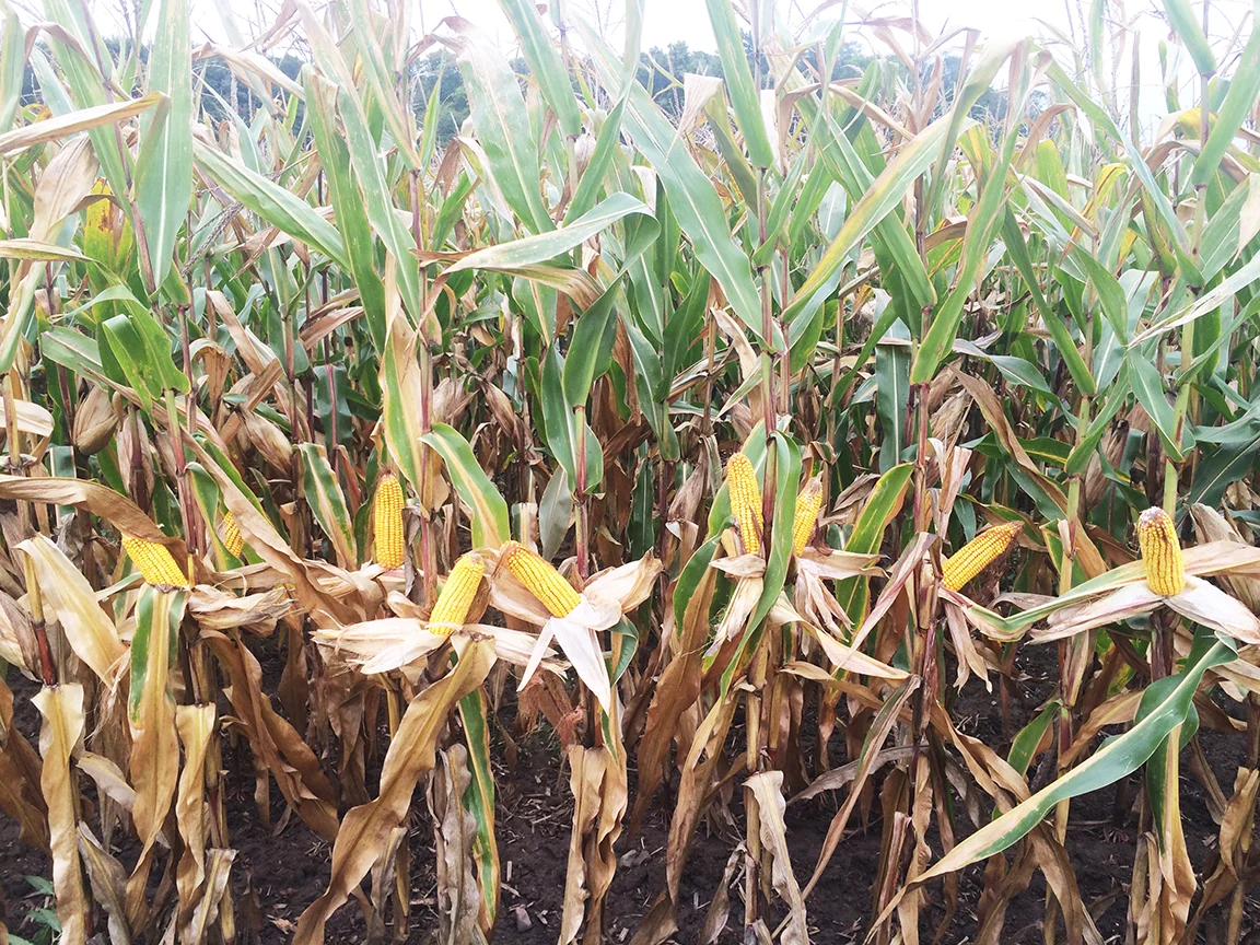 Branton's corn has excellent kernel development and will be harvested exclusively for grain.