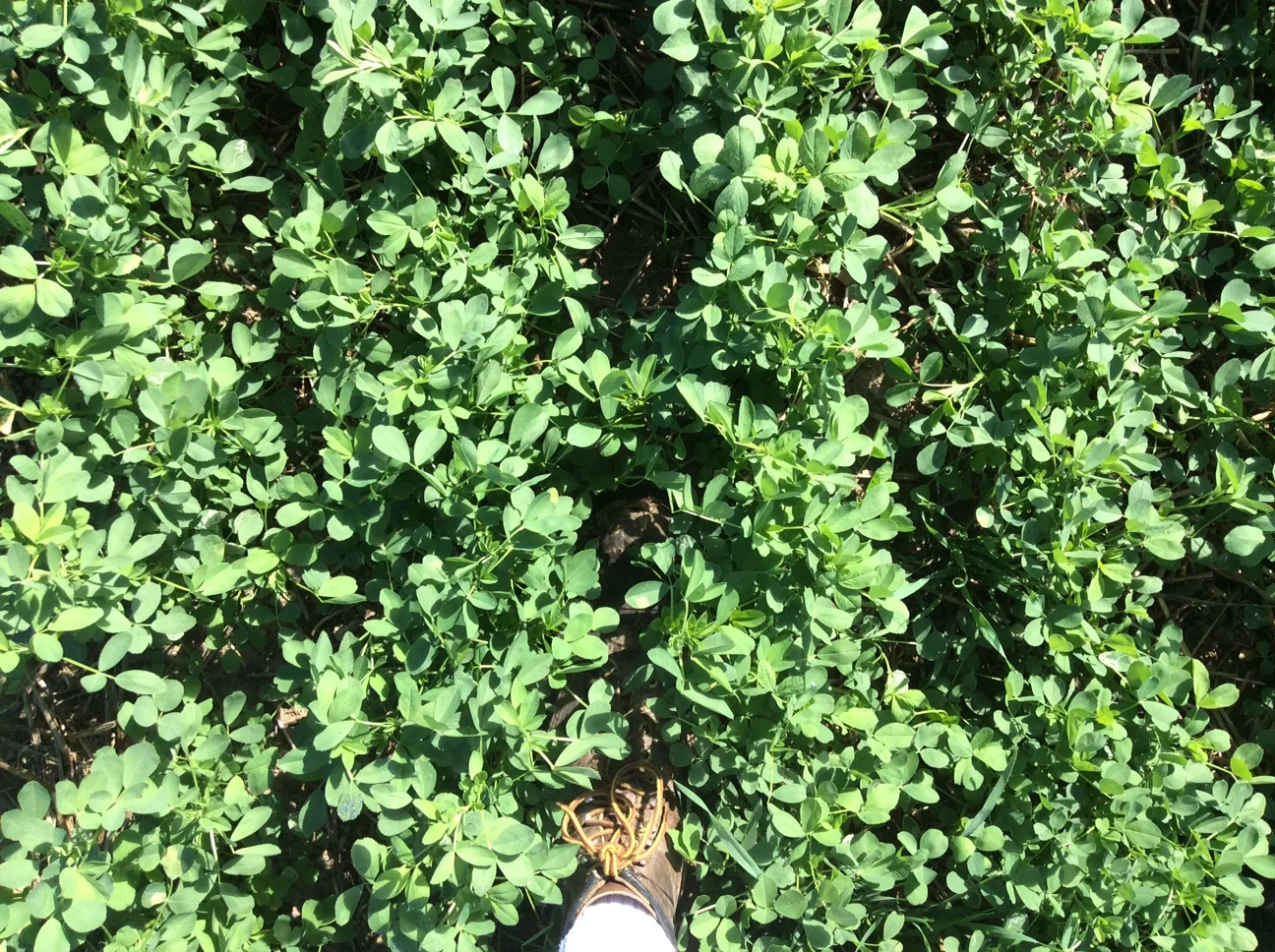  A close up of Branton's alfalfa seedlings.