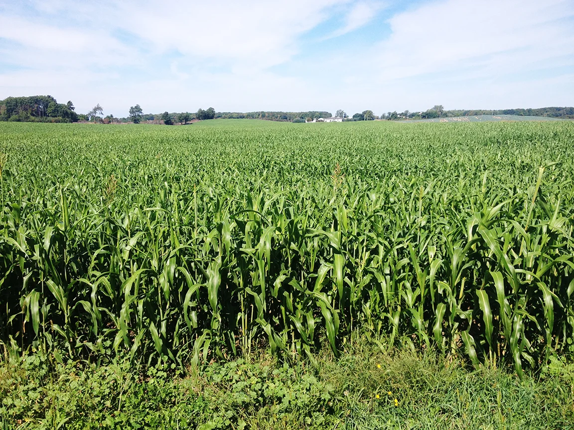 The Branton's sorghum sudangrass crop is doing well and providing supplementary feed to nearby dairy farms. 
