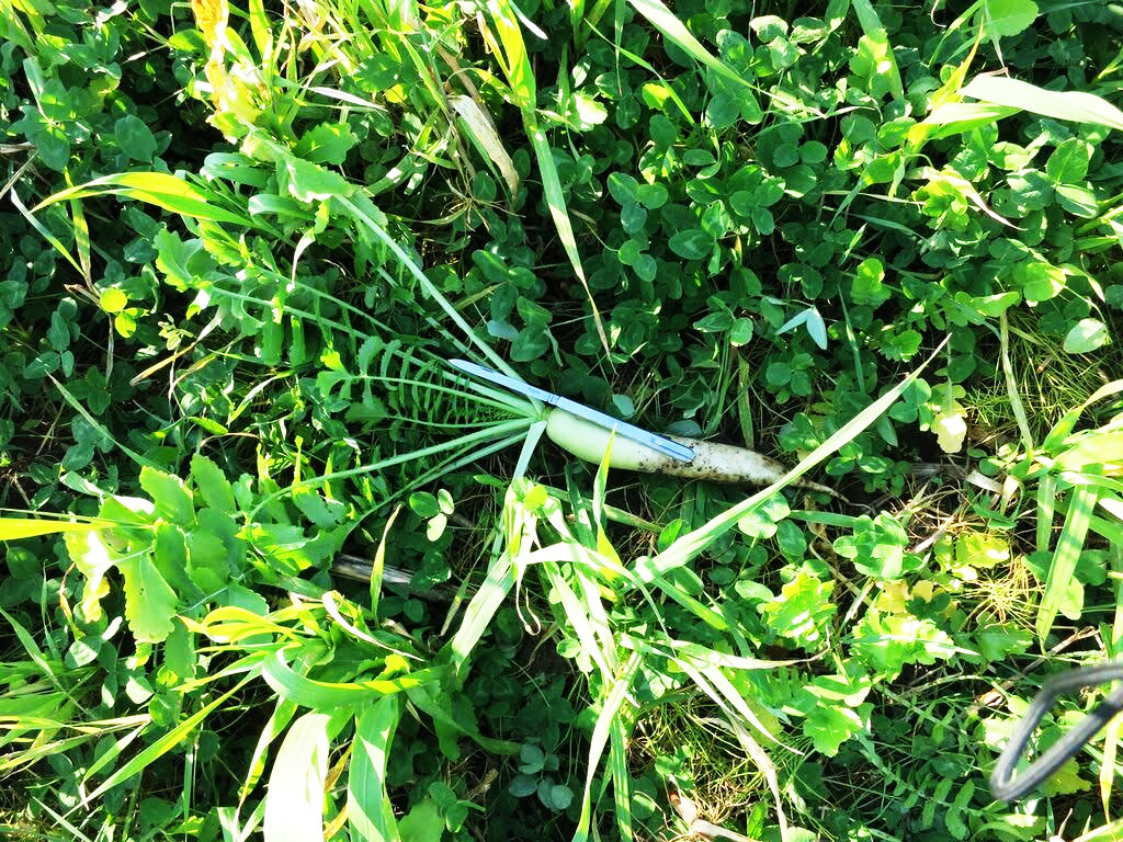 A radish from The Branton's 2013 interseeding into corn experiment. 