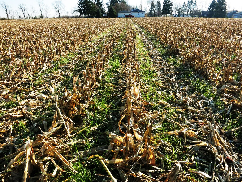 Roanoke Ryegrass interseeded into corn.