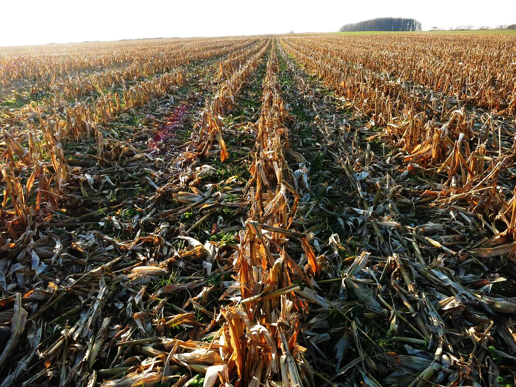 Aerial interseeded ryegrass into standing corn crop.
