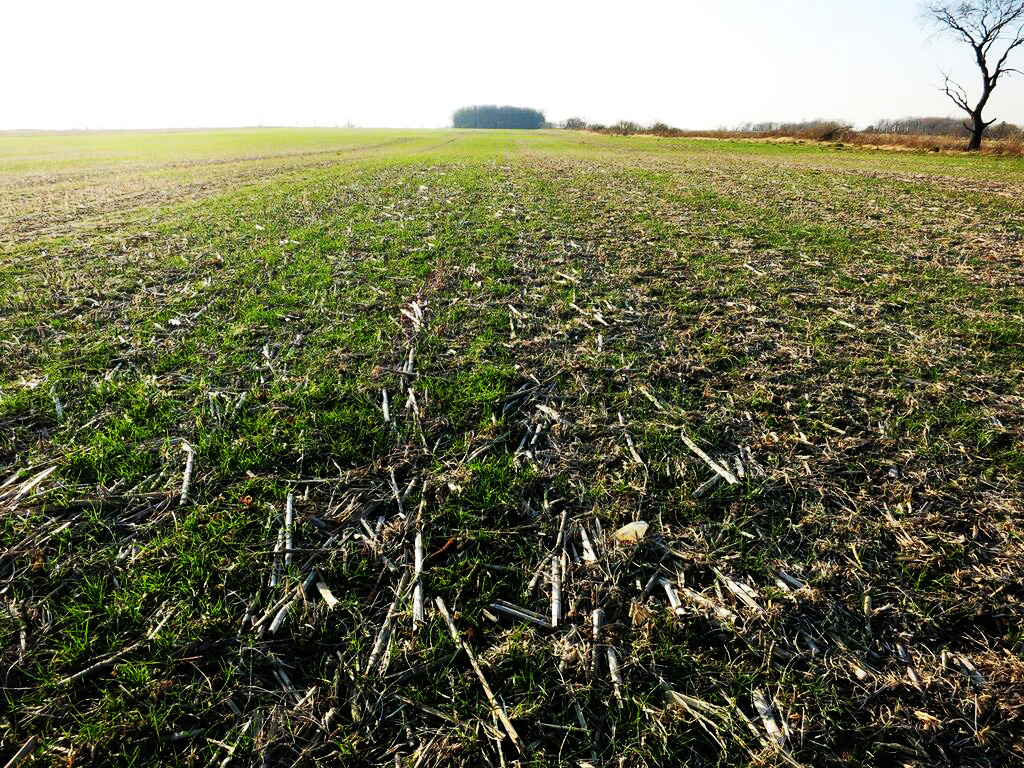 Aeria l interseeded ryegrass into soybean crop. 