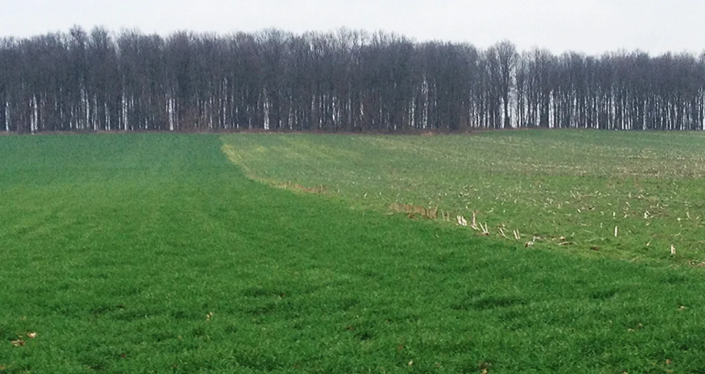This field shows a clear distinction between the different triticale seeding rates on fields that were previously planted to corn.
