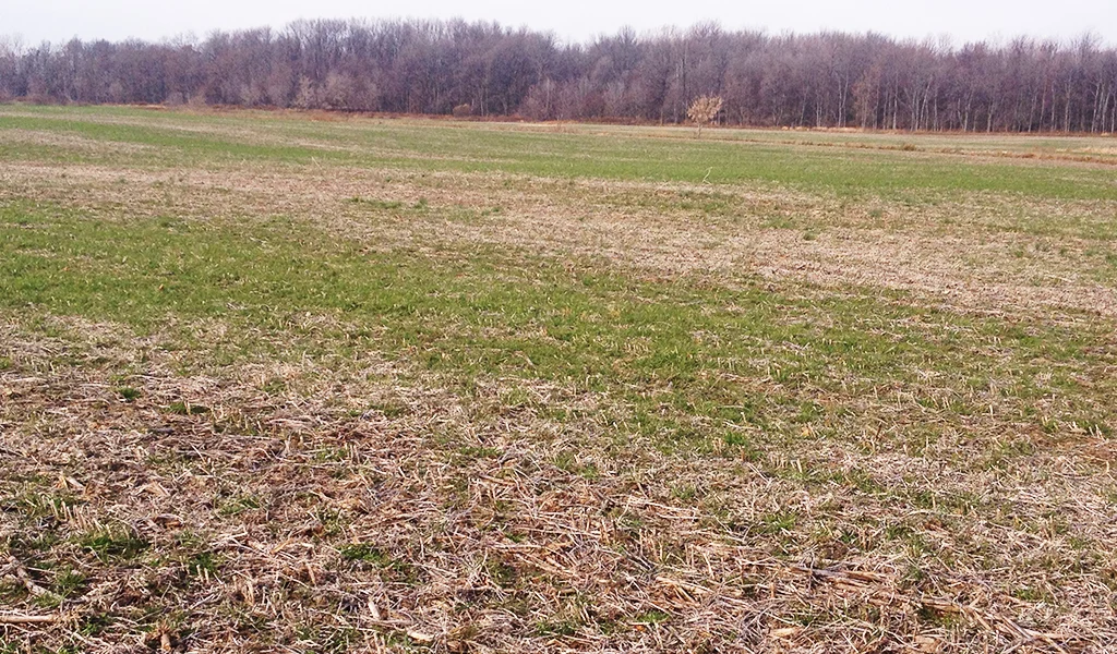 While aerial broadcasting is a time efficient application method, it's important that seed be flown on in a tight pattern. This photo shows strips where seed likely was not dropped at as high of a rate, or at all, as other areas of field, resulting in poorly distributes cover crops.