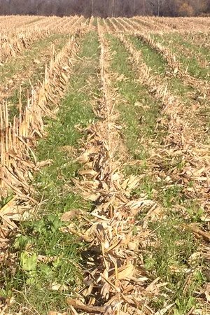 Established annual ryegrass and tillage radish after corn harvest in November 2015.