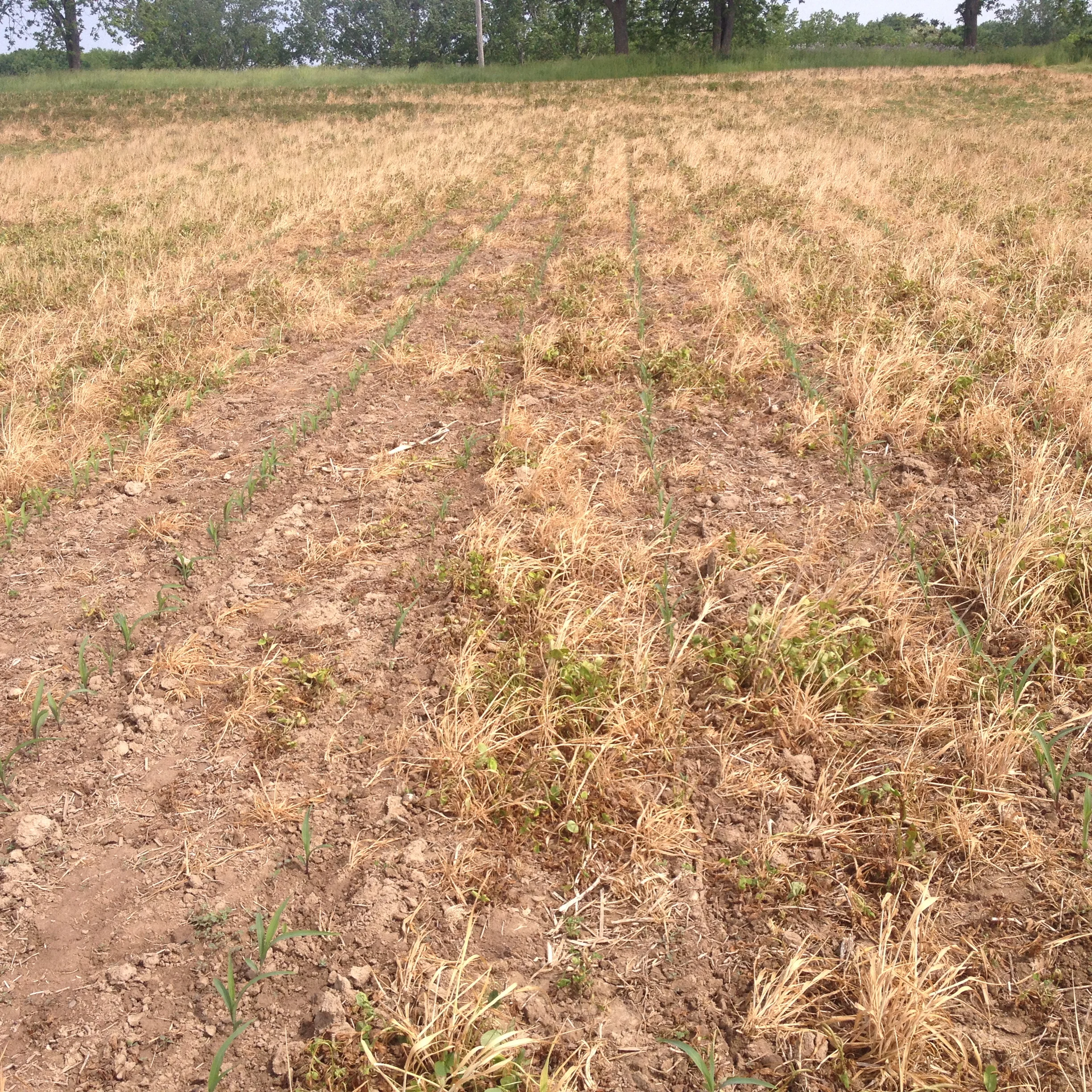 On June 2 2016, some of Toussaint's red clover cover crop was still growing.Photo provided.