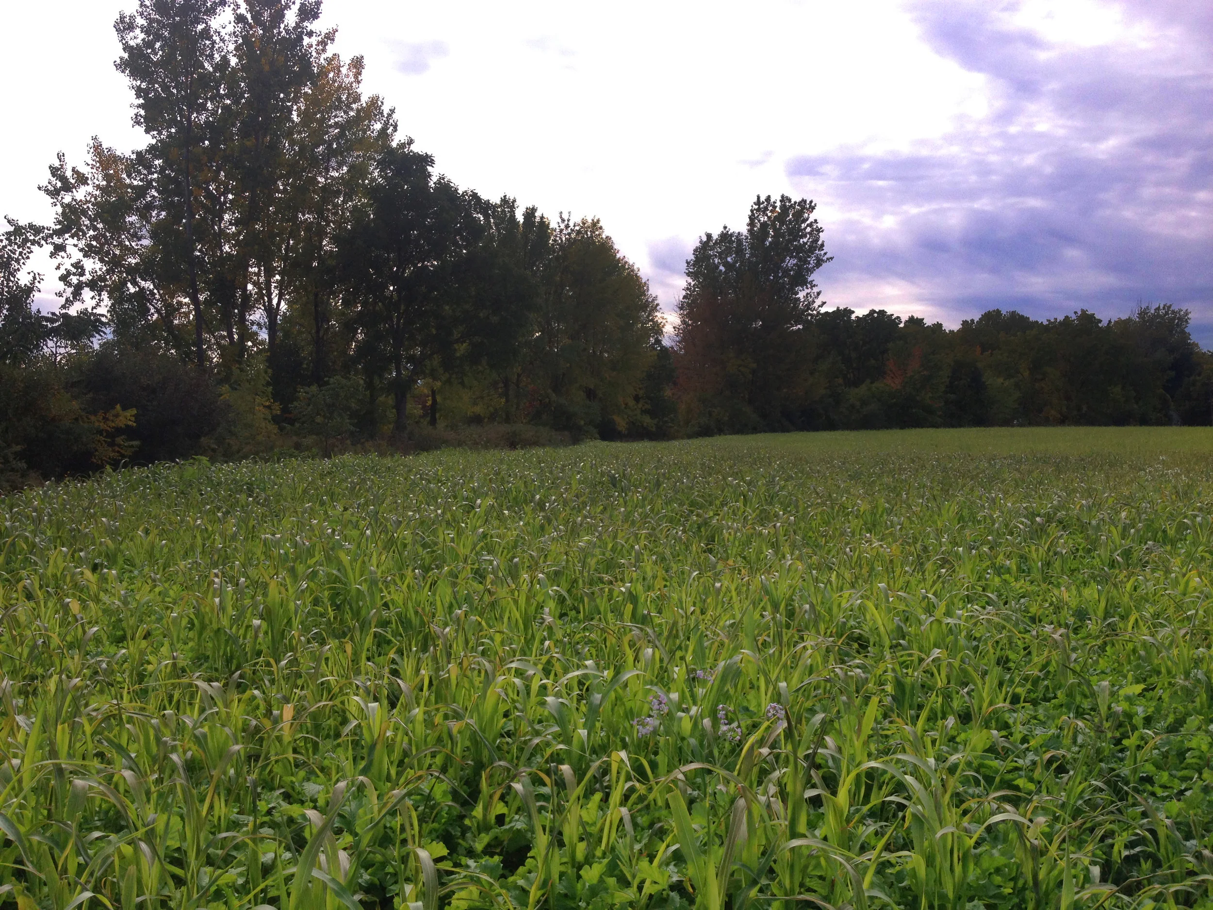 One of Toussaint's fields in an elaborate multi-species cover crop mix in September 2016. Photo by Jena Buckwell.