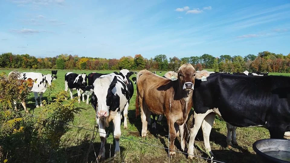 Har-Go’s dairy herd typically grazes from late April to early November, as long as the grass is growing. Photo provided.