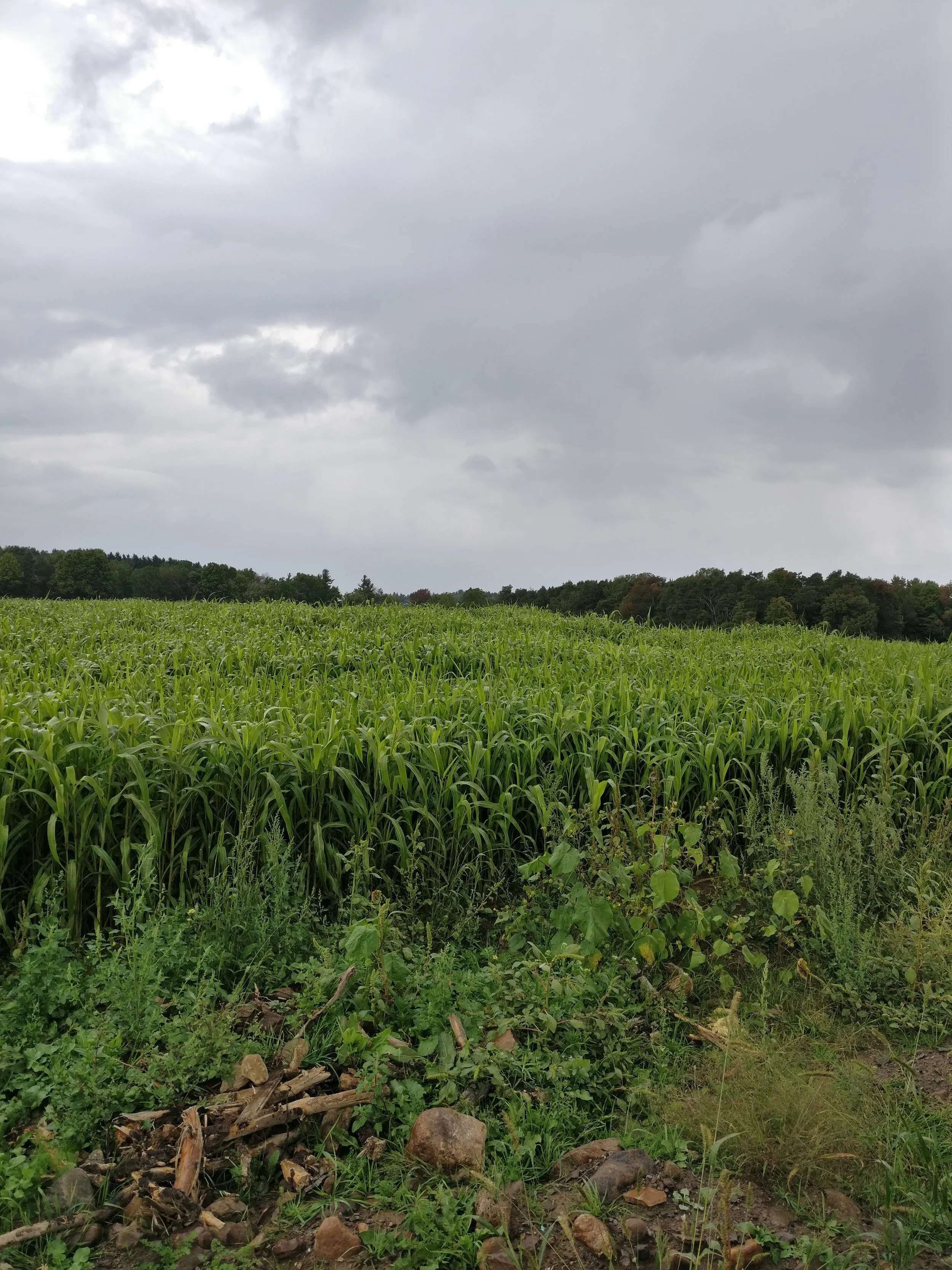 Sudan grass single cut in September 2016. Photo provided.
