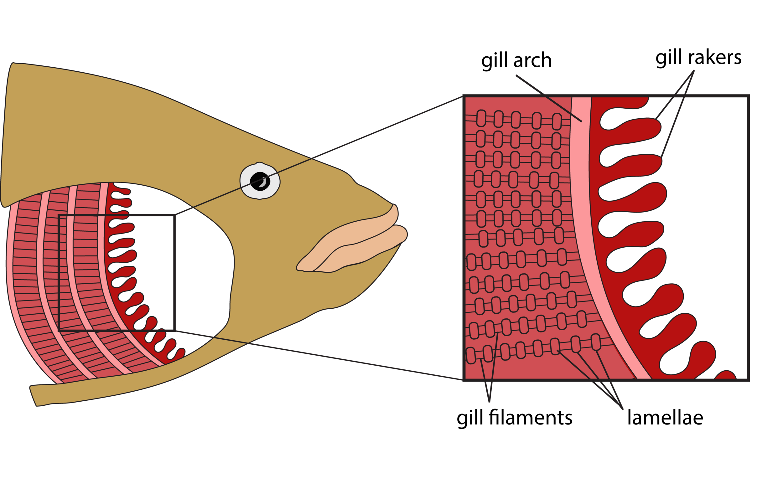 Figure 6.12.png