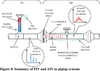 AIV and FIV Studies in Acoustic & Flow Induced Vibration