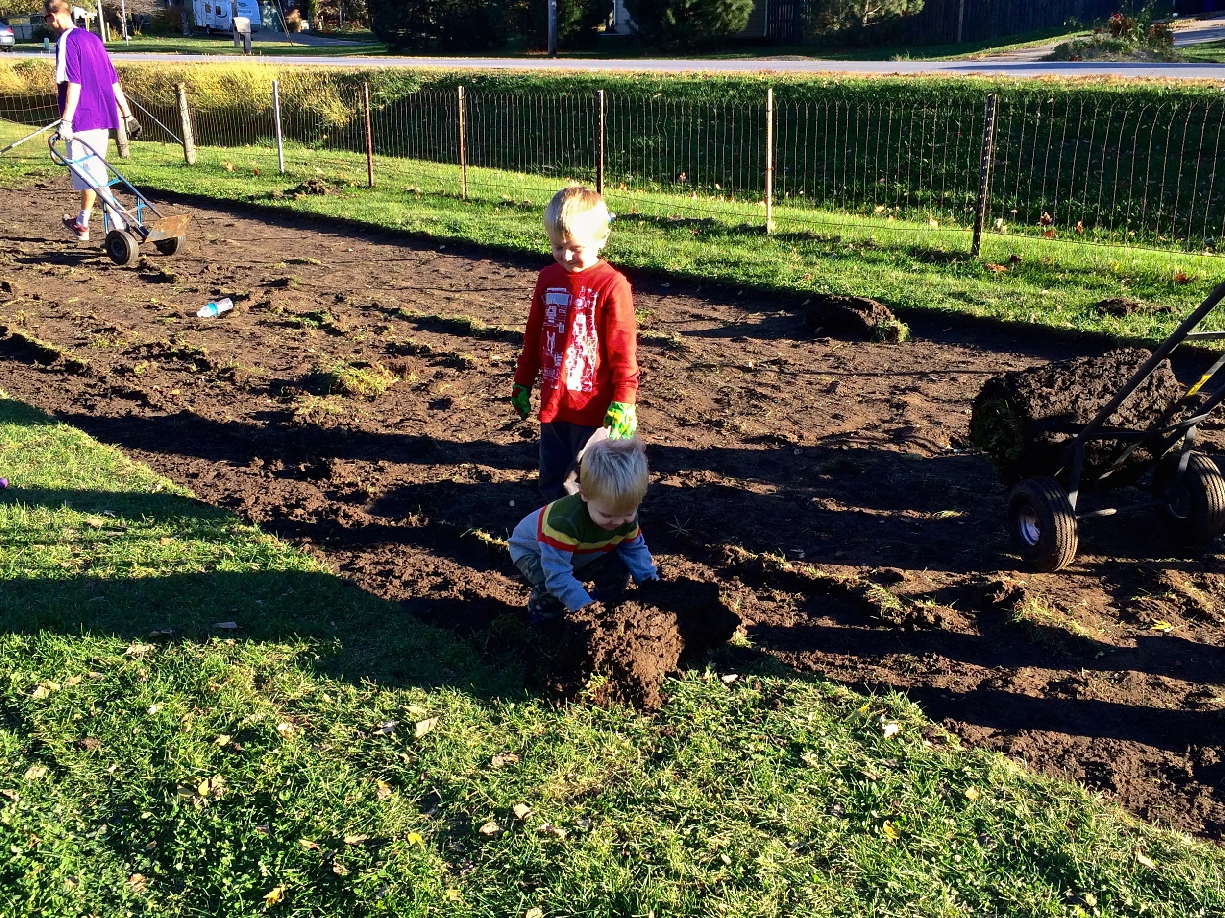 Never too young to roll sod