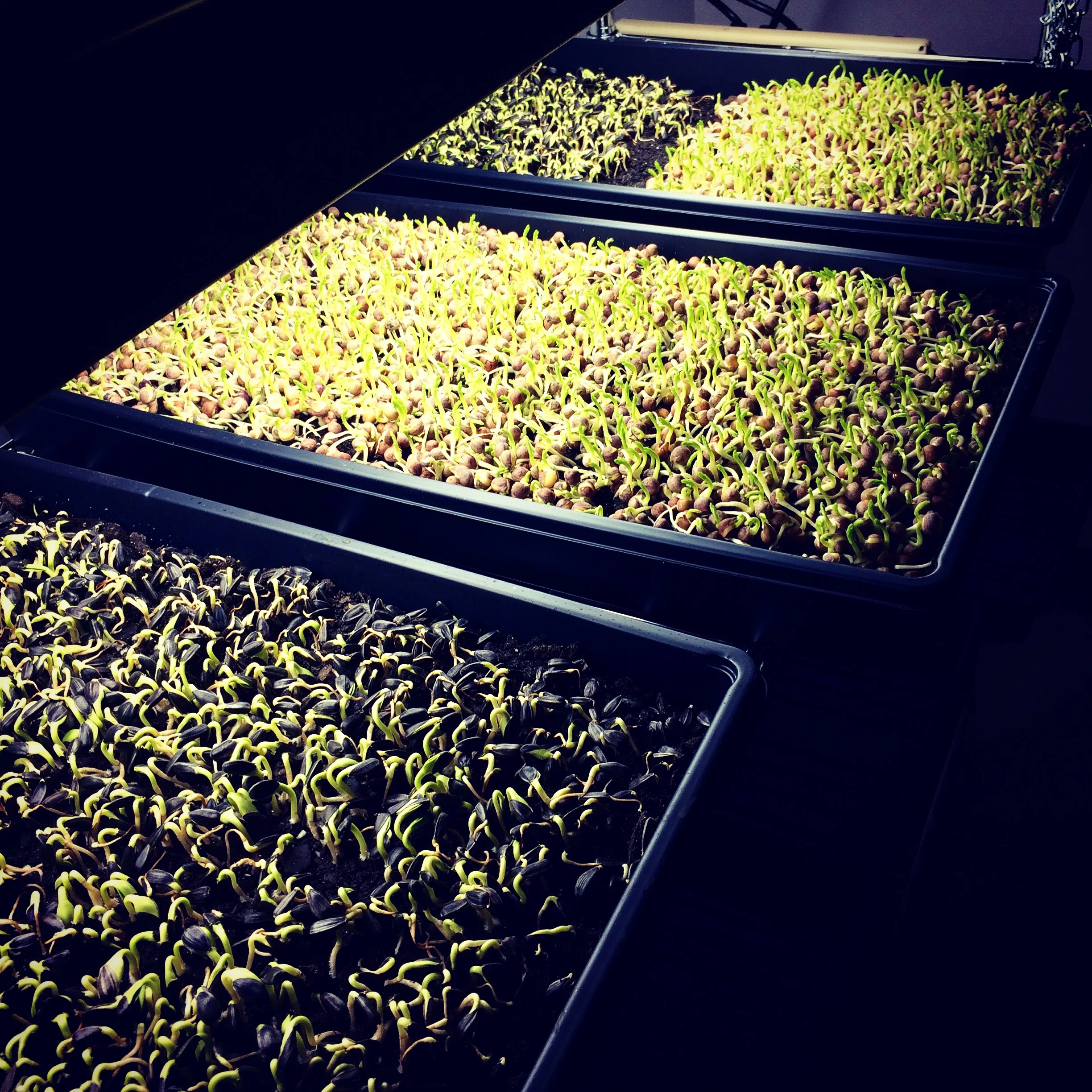 Trays of sunflower and pea microgreens
