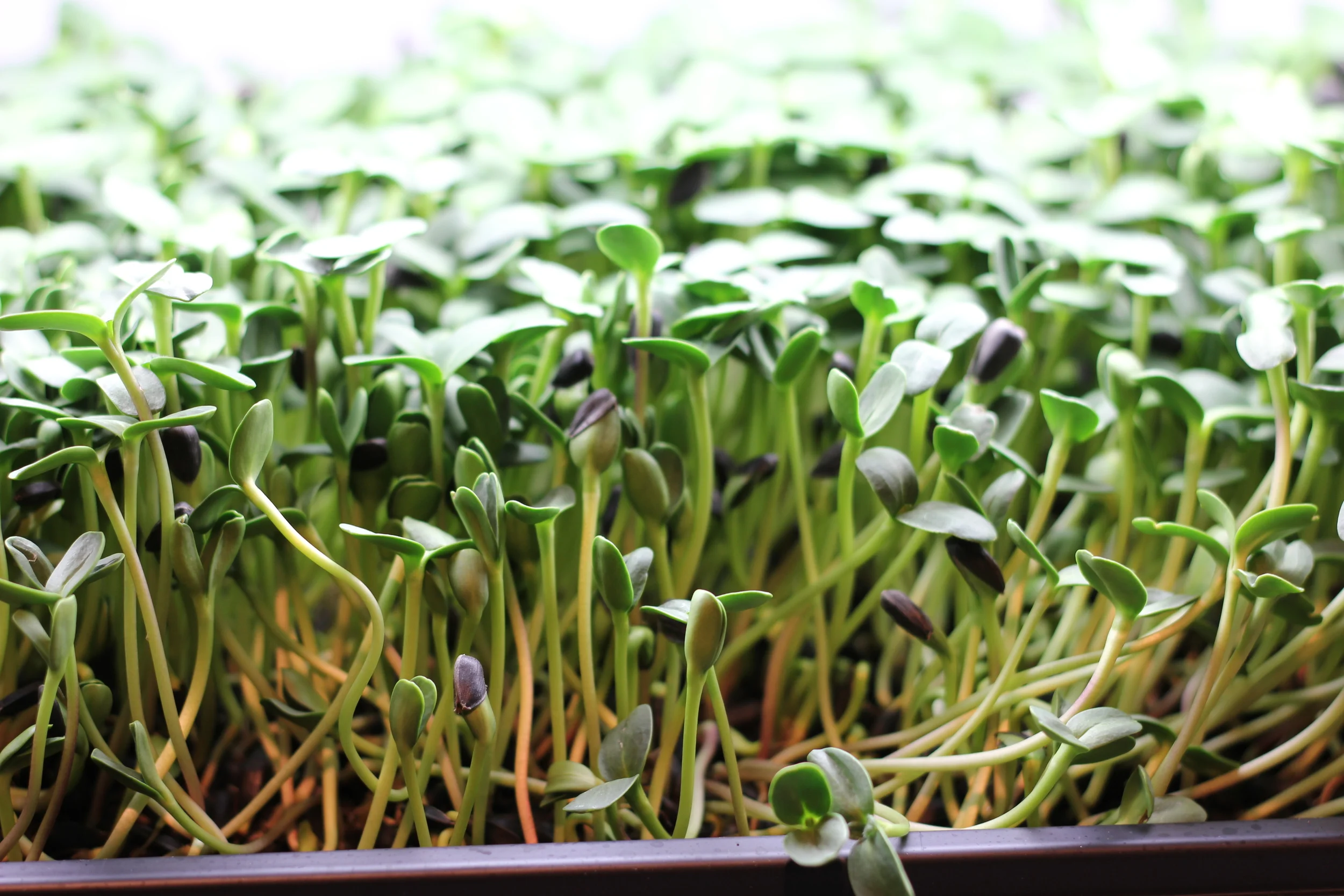 Sunflower microgreens