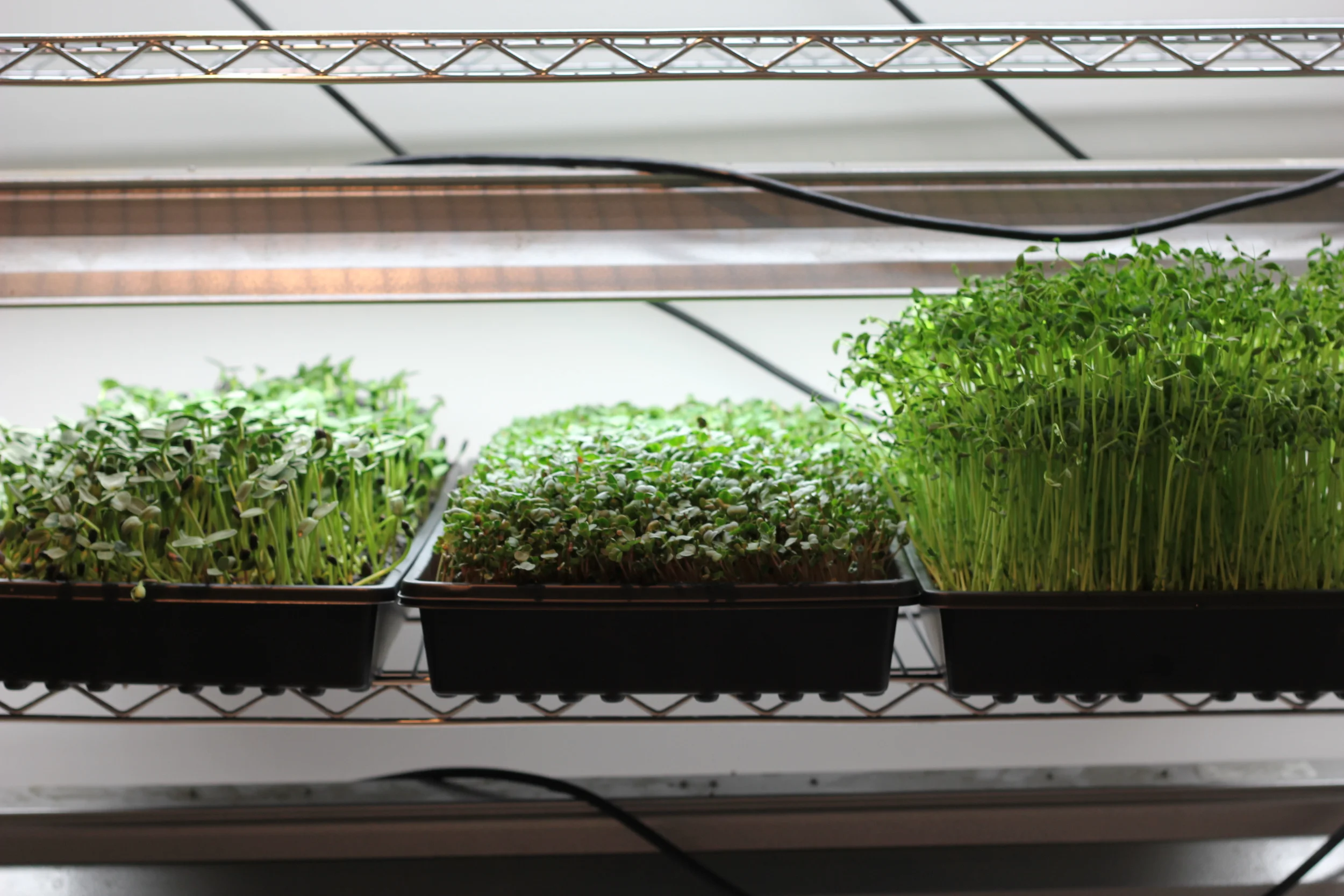 Finished product of sunflower, radish, and pea microgreens
