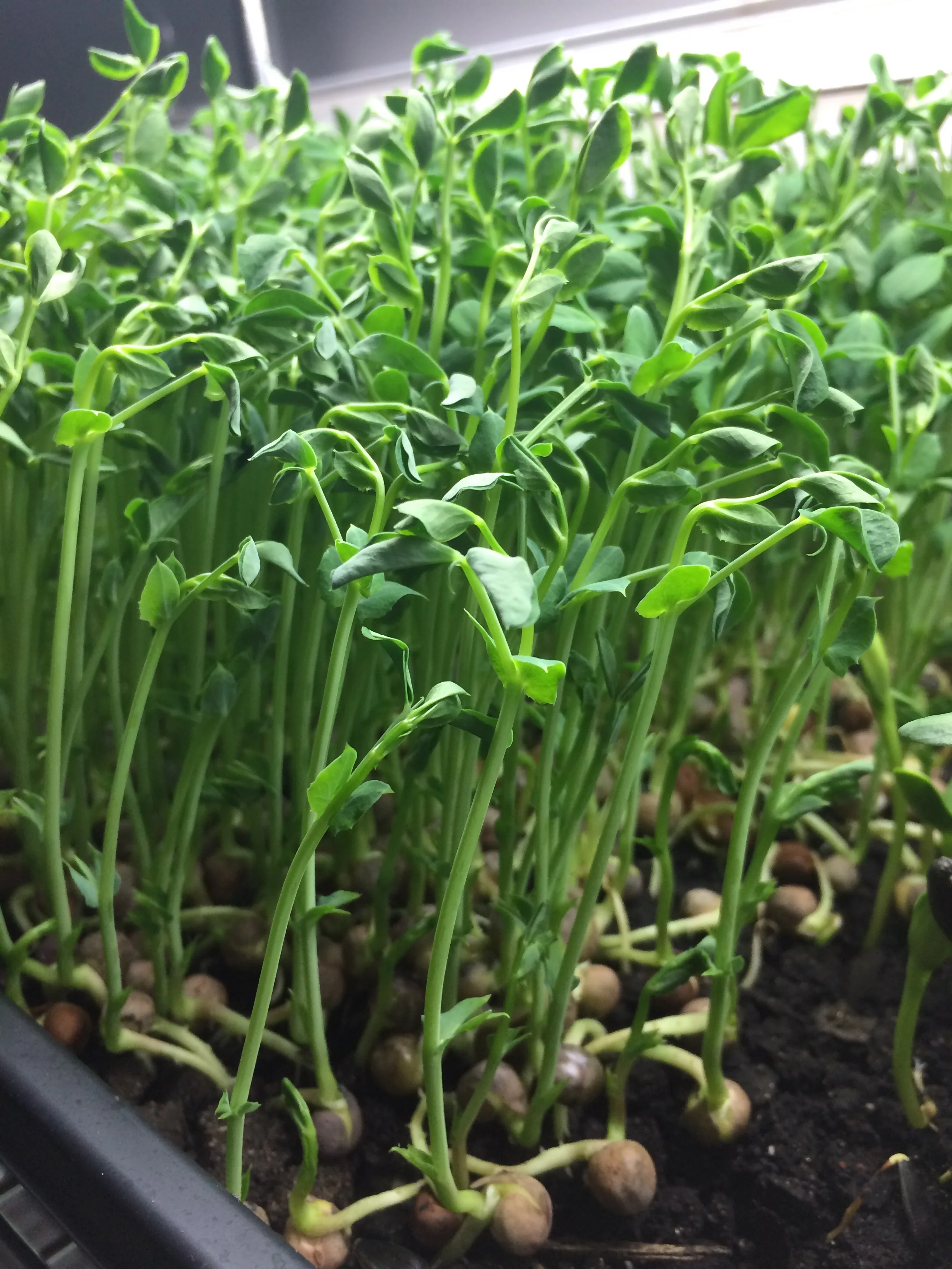Pea shoots after 8 days of growth