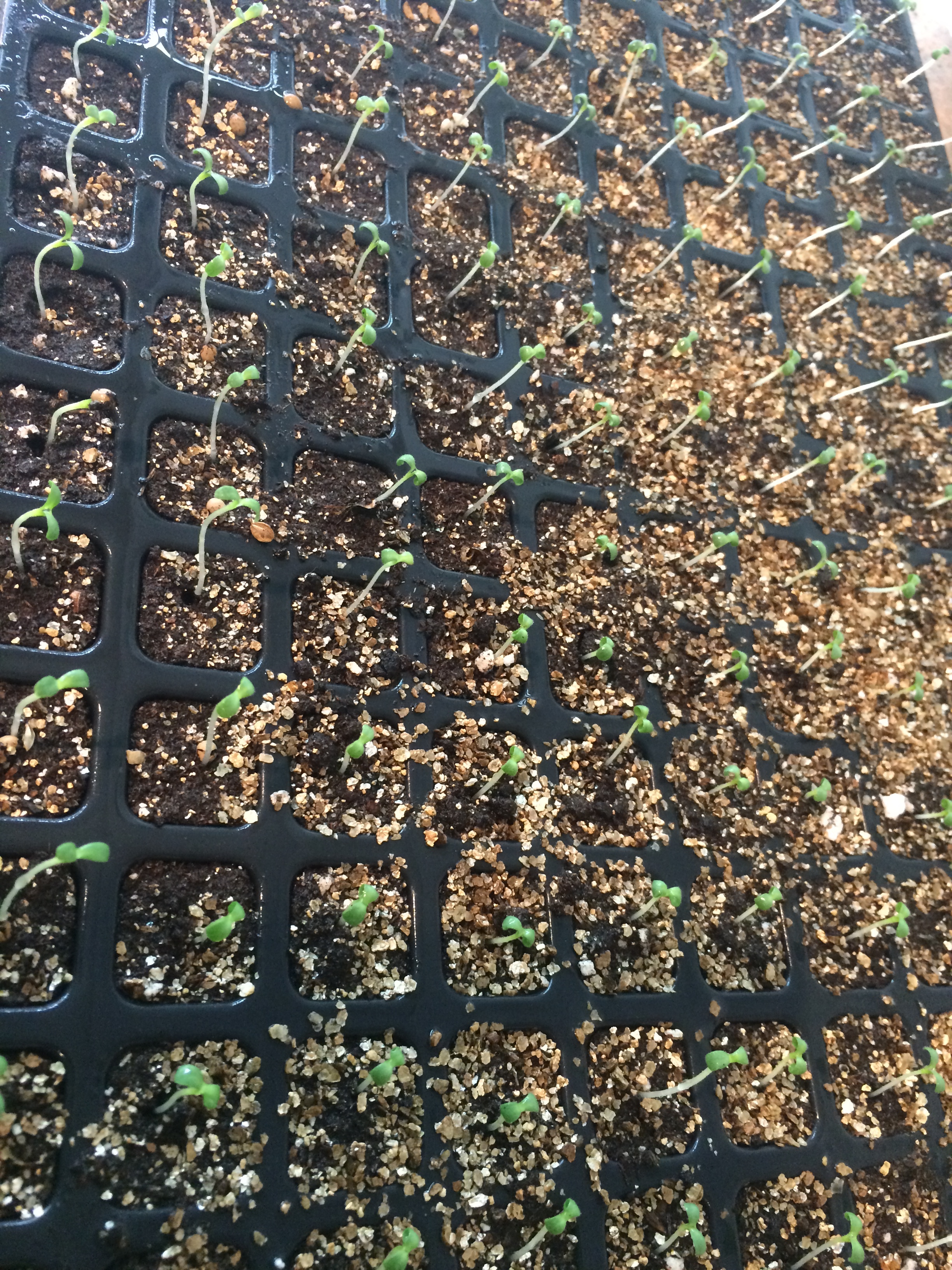 Salanova starts will be transplanted in about 3 weeks.