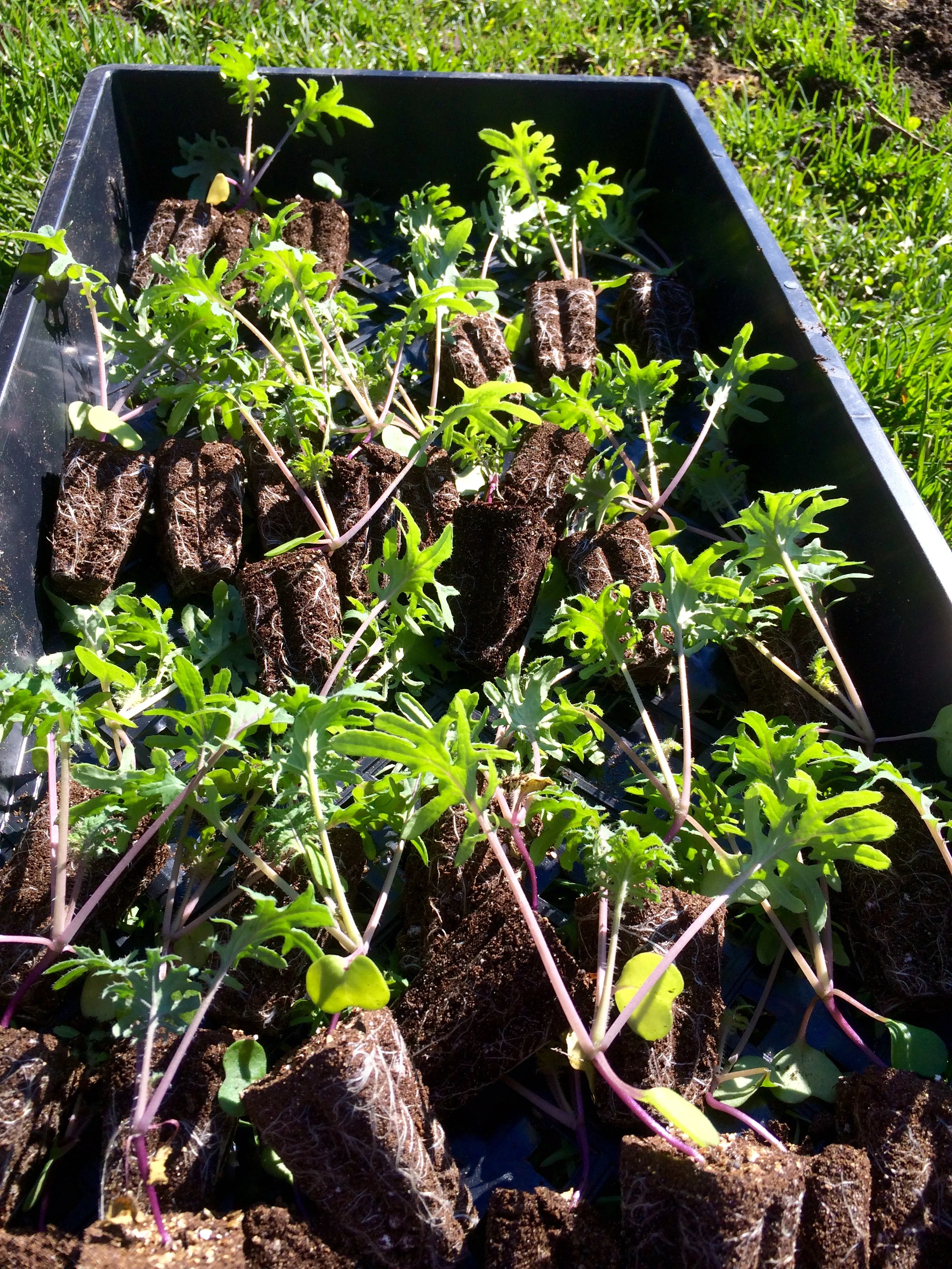 Kale plugs ready for the ground