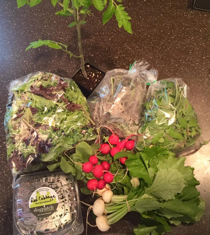 Week 2 of the Salad Subscription (photo taken by subscriber Alex B)