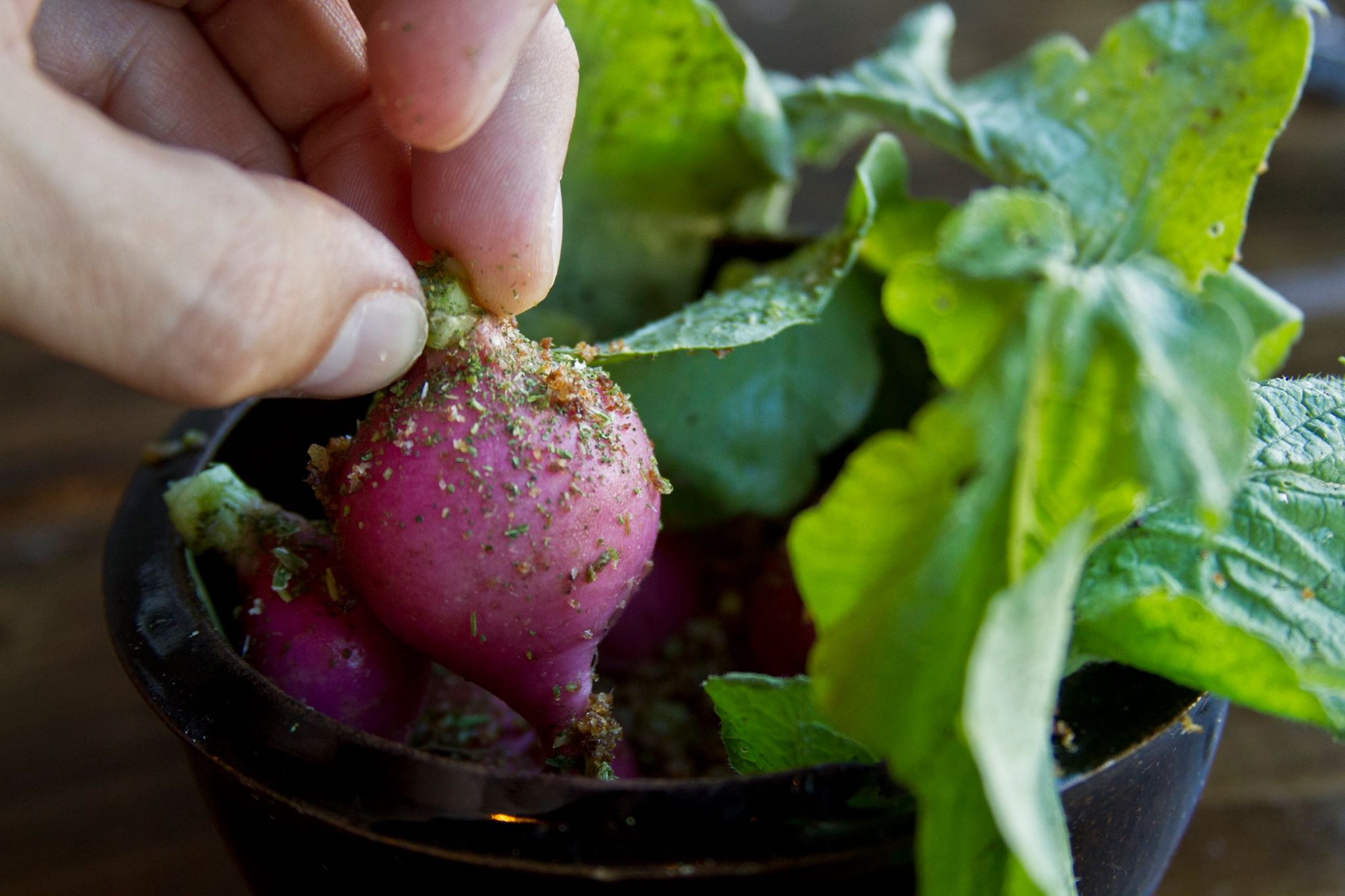 Reeds Hollow - DUG radishes
