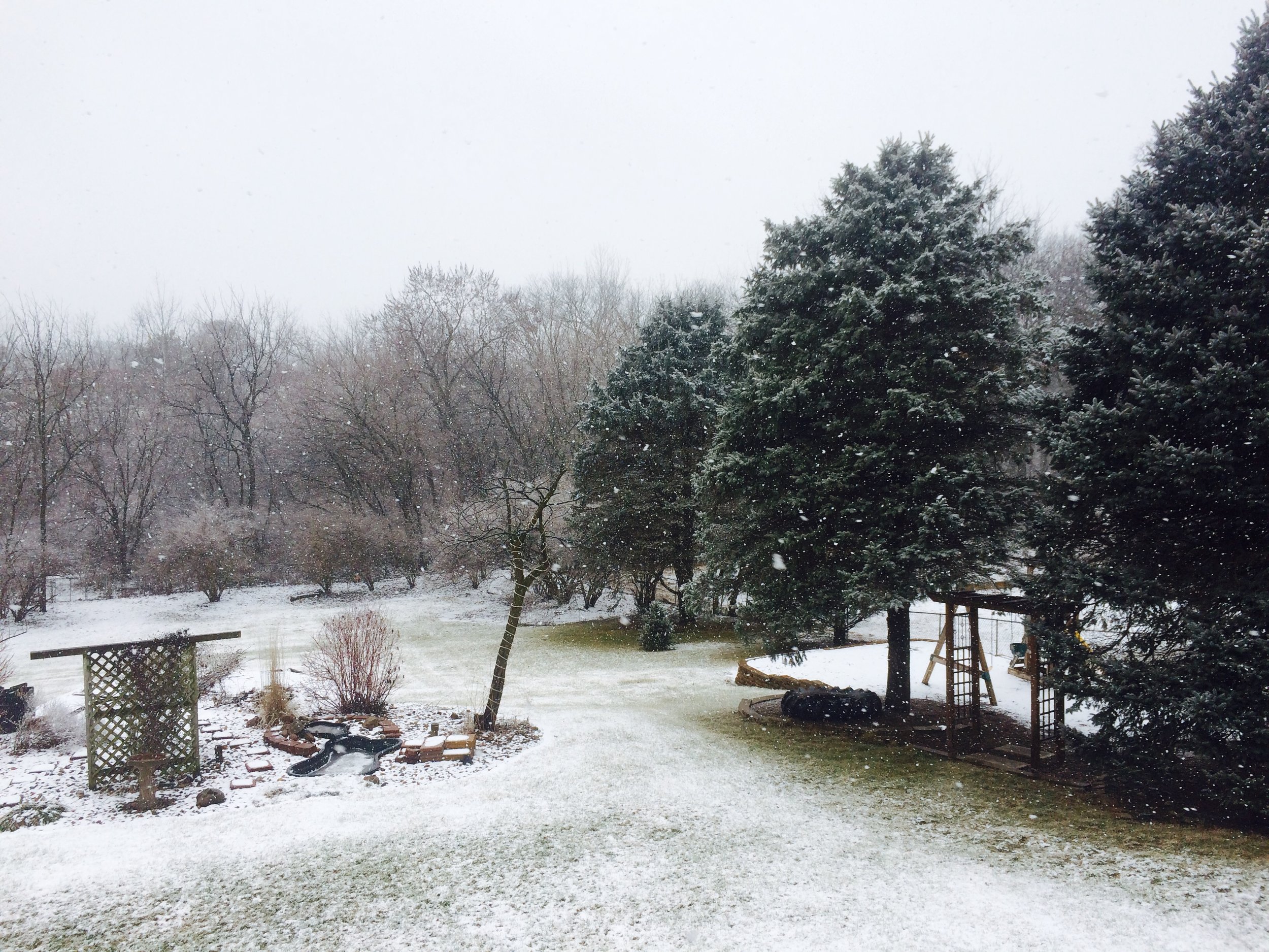 A photo of my backyard