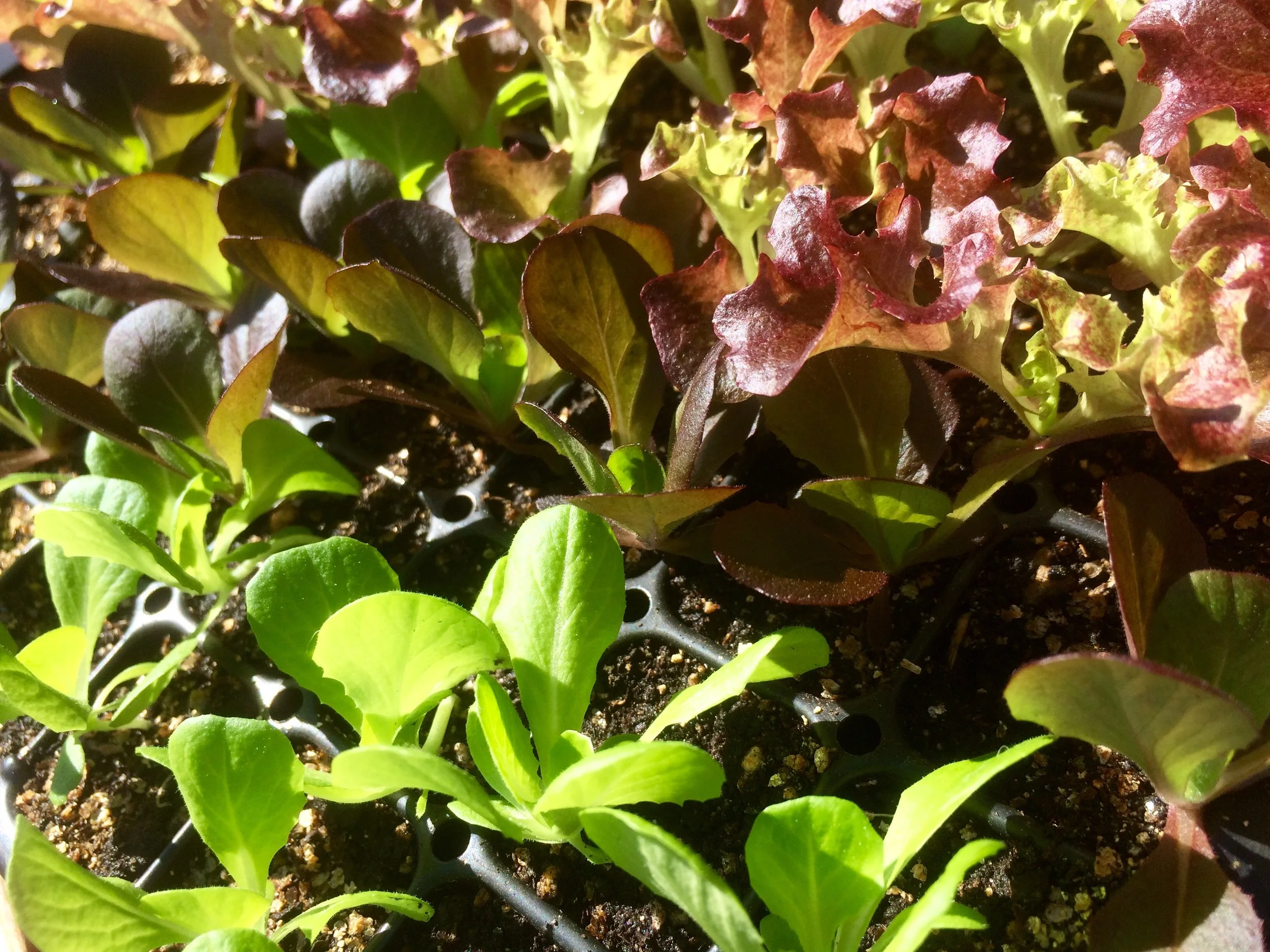 Lettuces hardening off in preperation for transplanting.