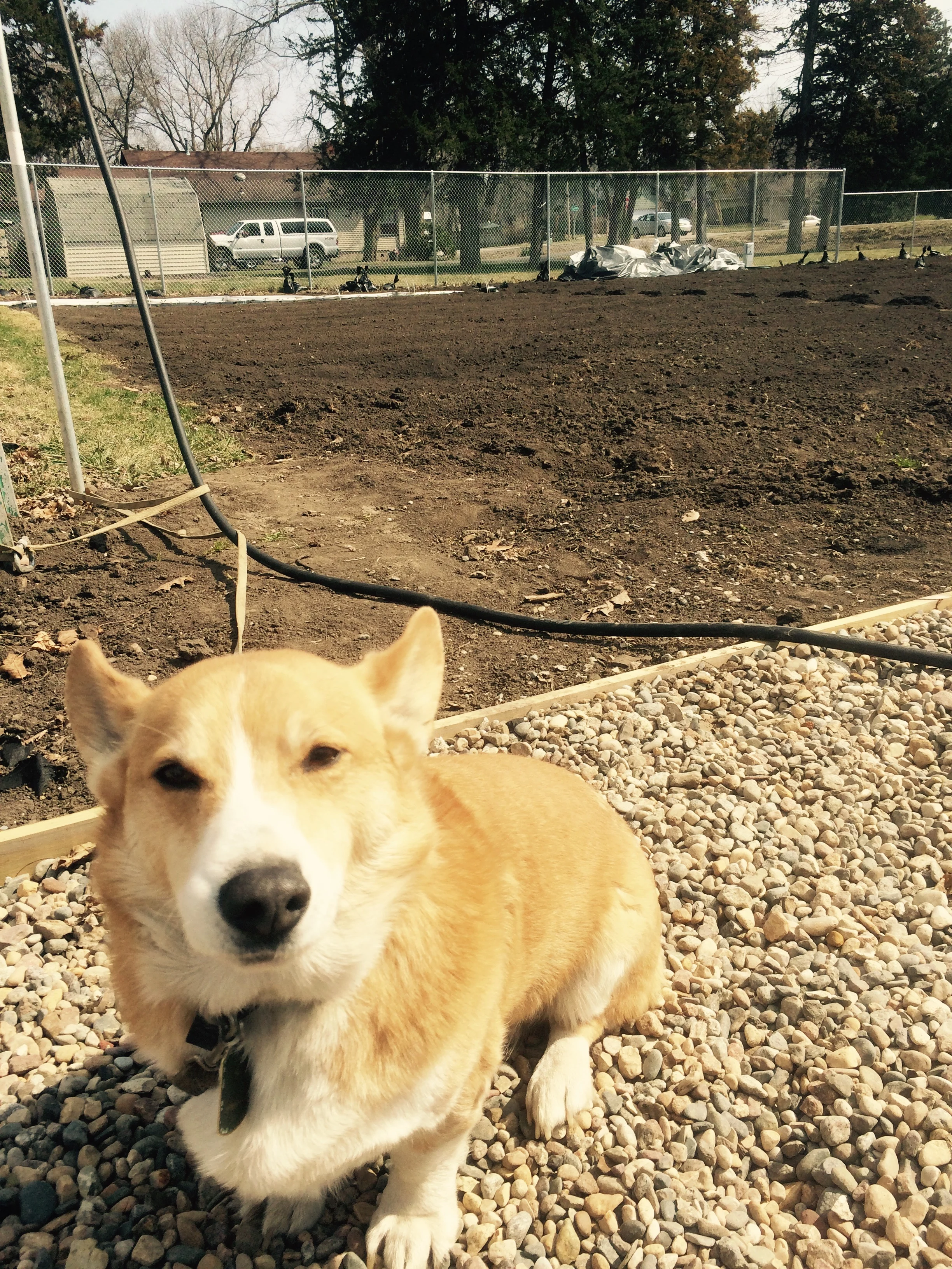 In honor of national puppy day, Monroe spent the day with me at the farm.