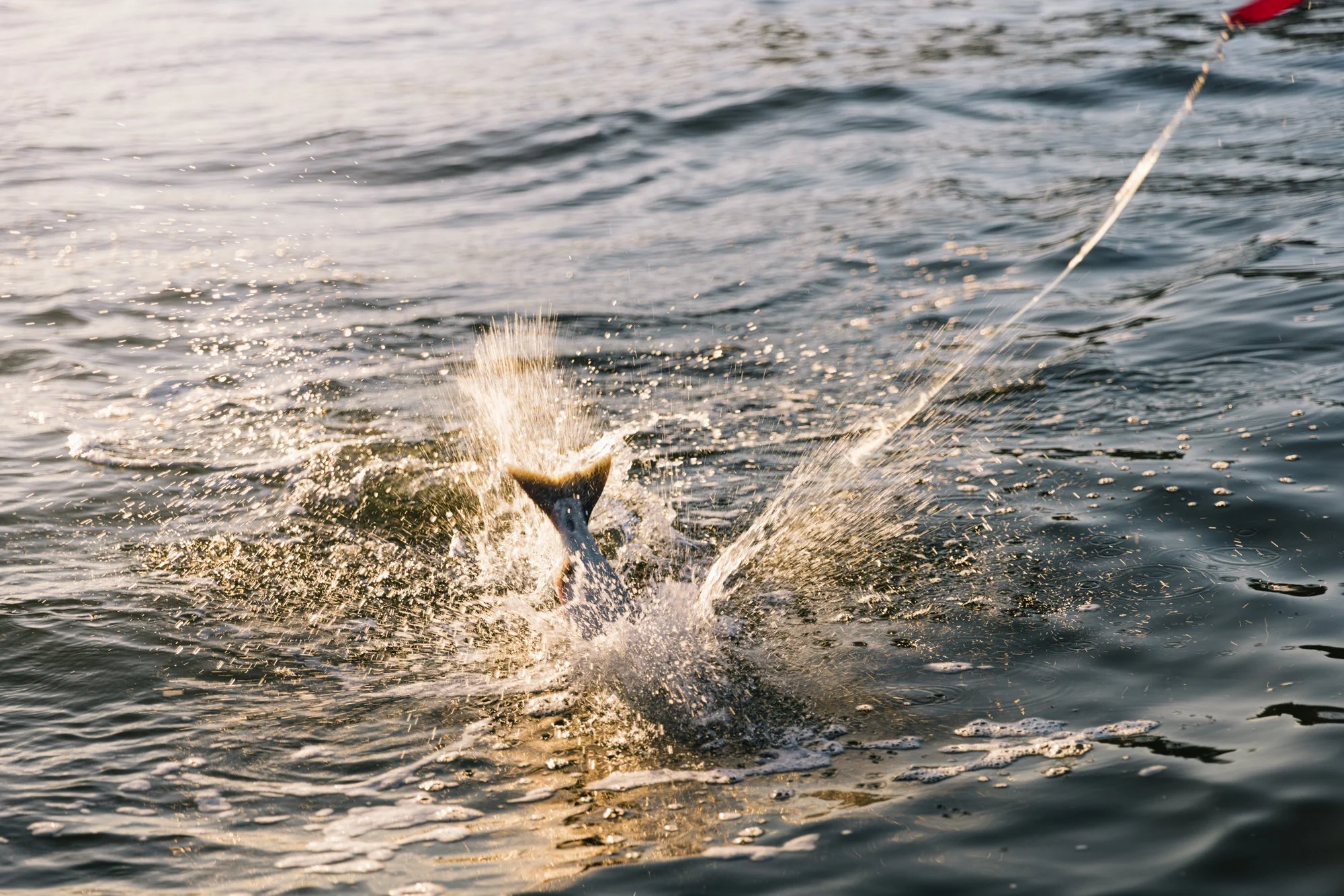 Walters Lodge RWC Small-557.jpg