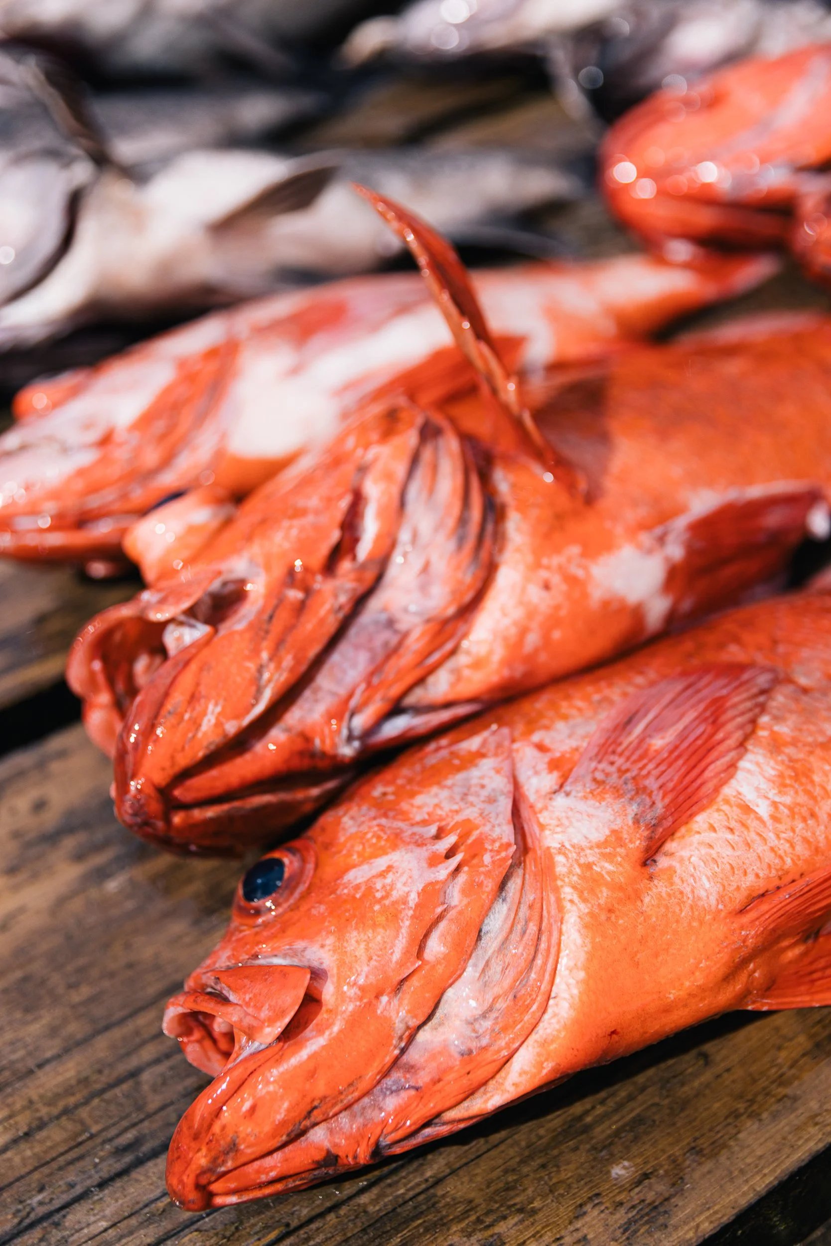 Portfolio small_-8.jpg