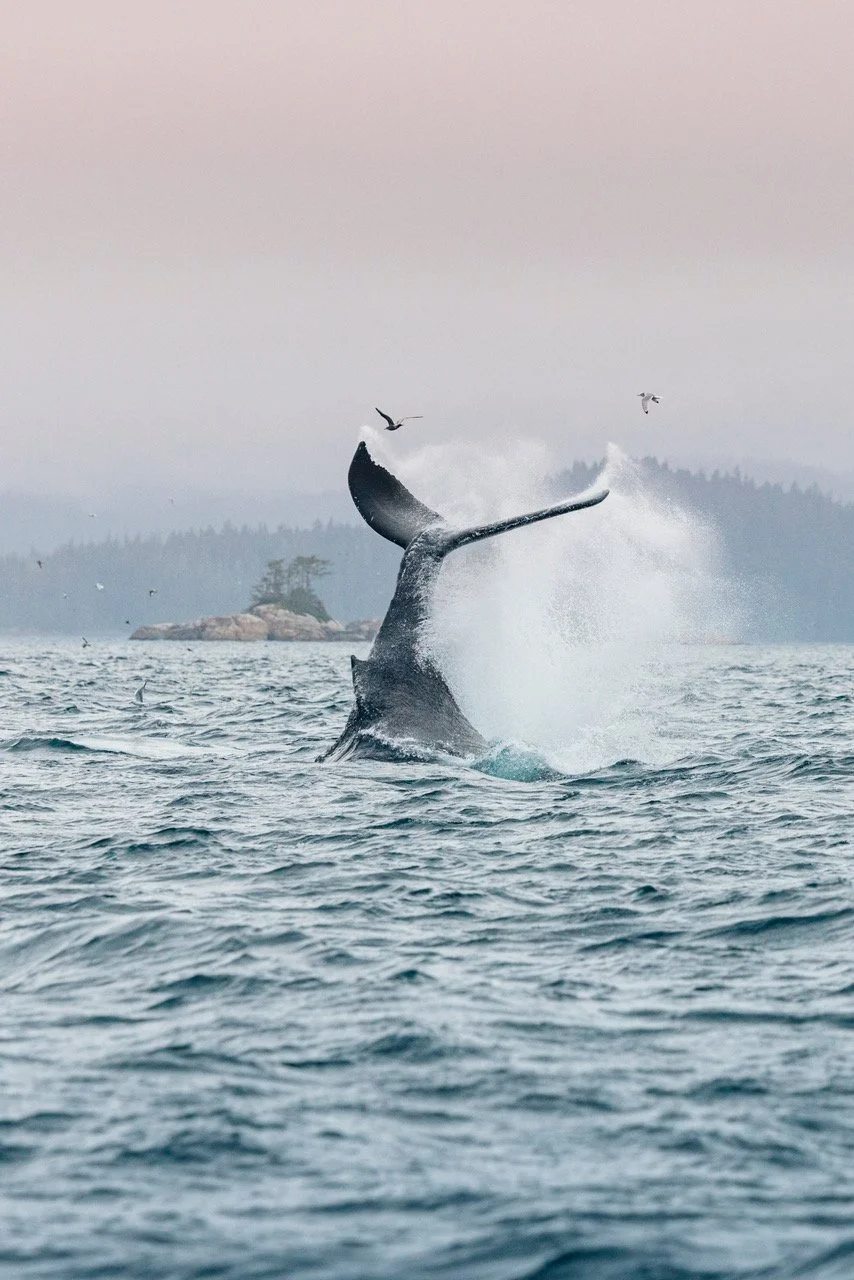humpbackwhaletale.jpeg