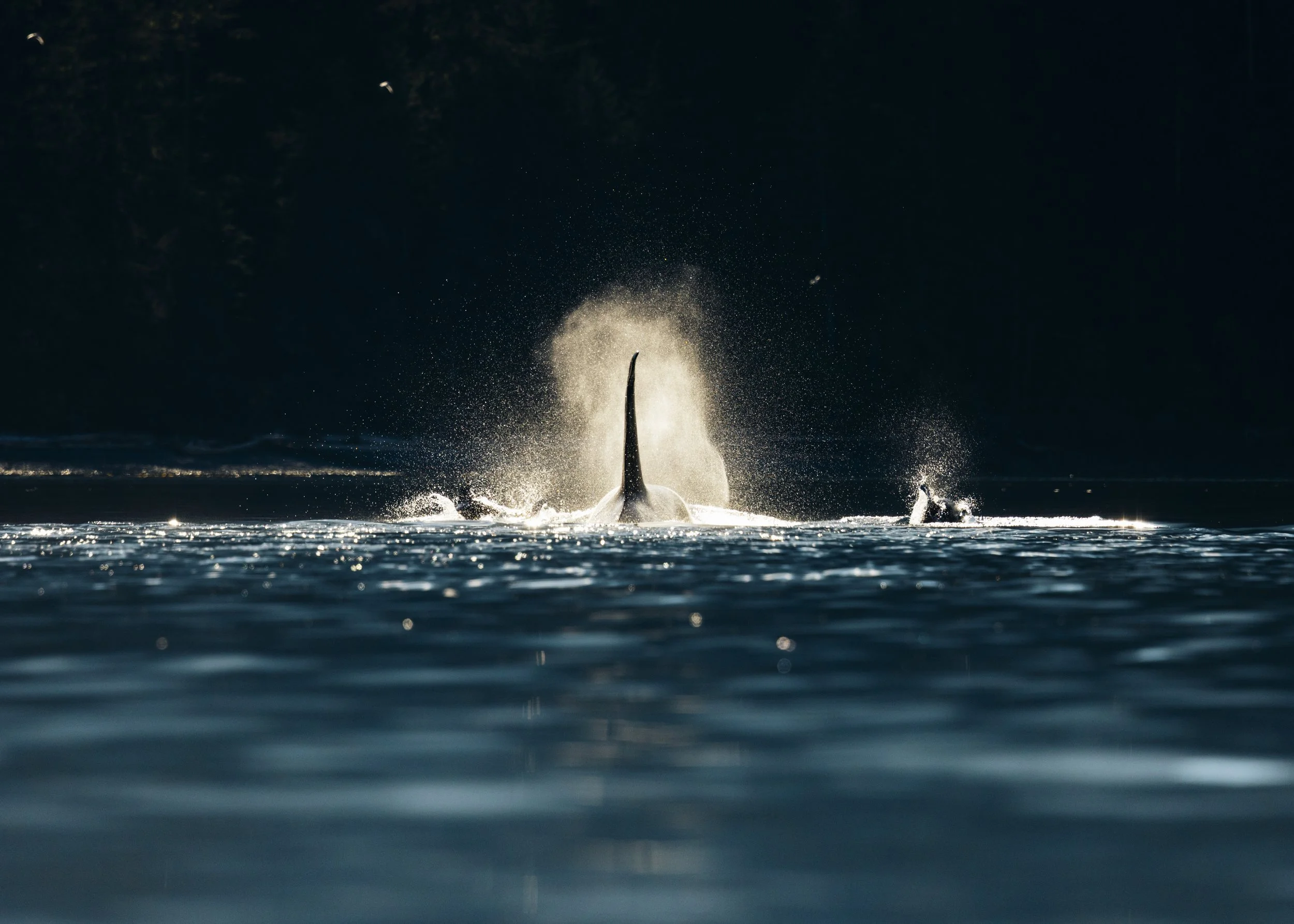 Morning Spray