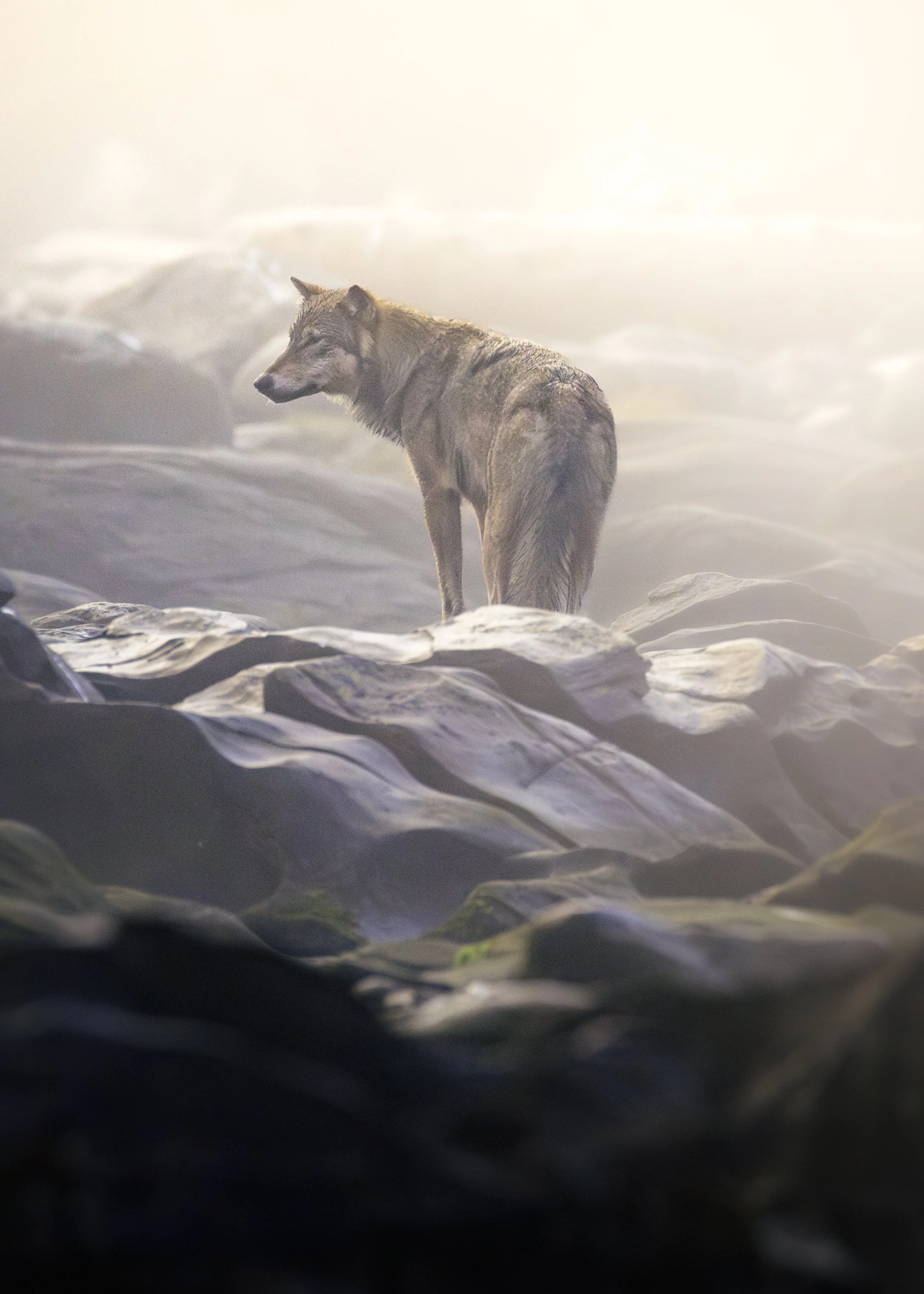 wolf .JPG