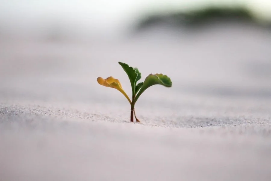 Courage in Hard Times