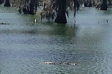 Sharing his paddles with the gators.
