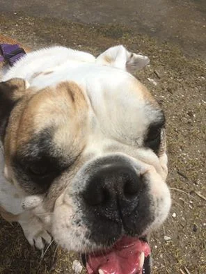 Georgia Bulldog!