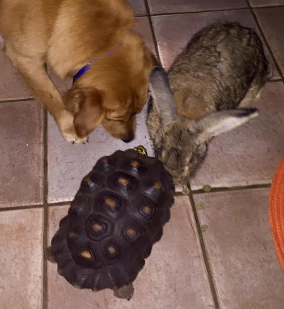 Bruno the Alpha Bunny