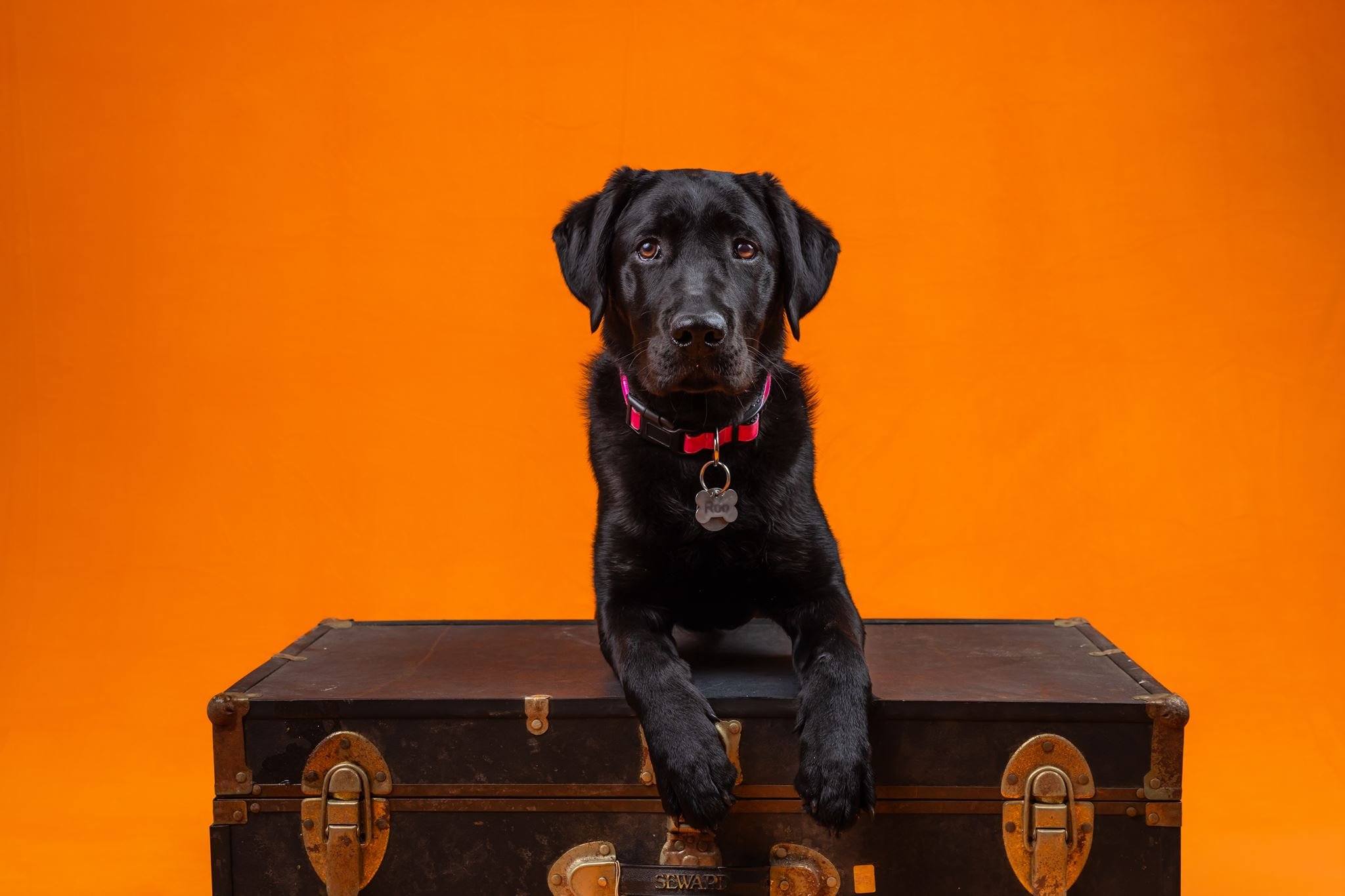 Studio dog portrait on a bright orange backdrop photographed by Dreamscape Photography + Video in DeLand, Florida.