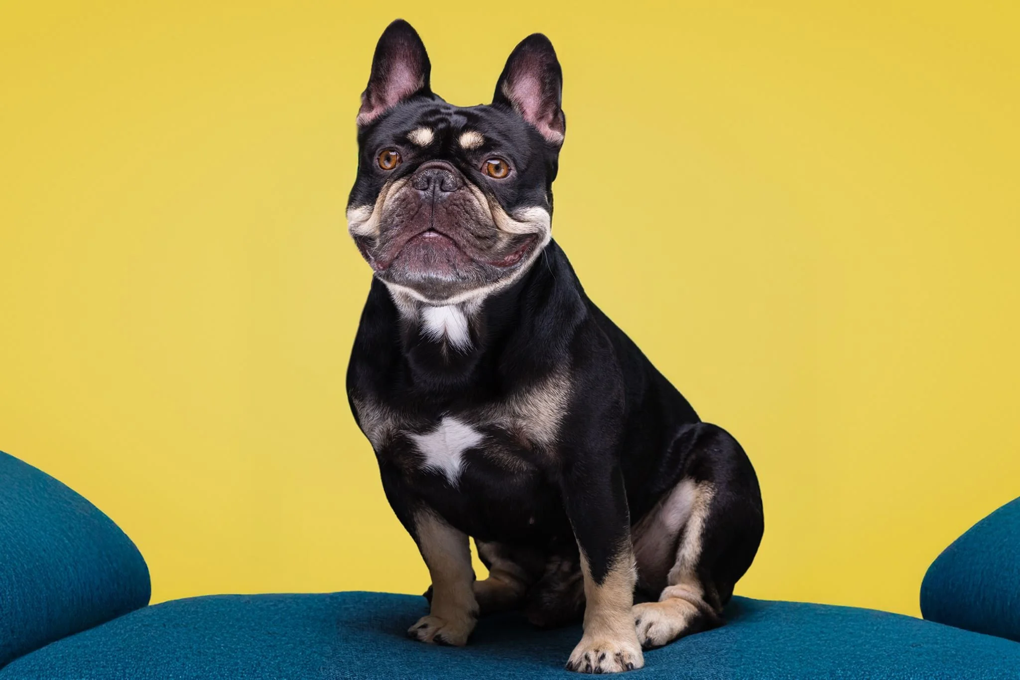 Teddy the Dog - Full Resolution-1_websize.jpg