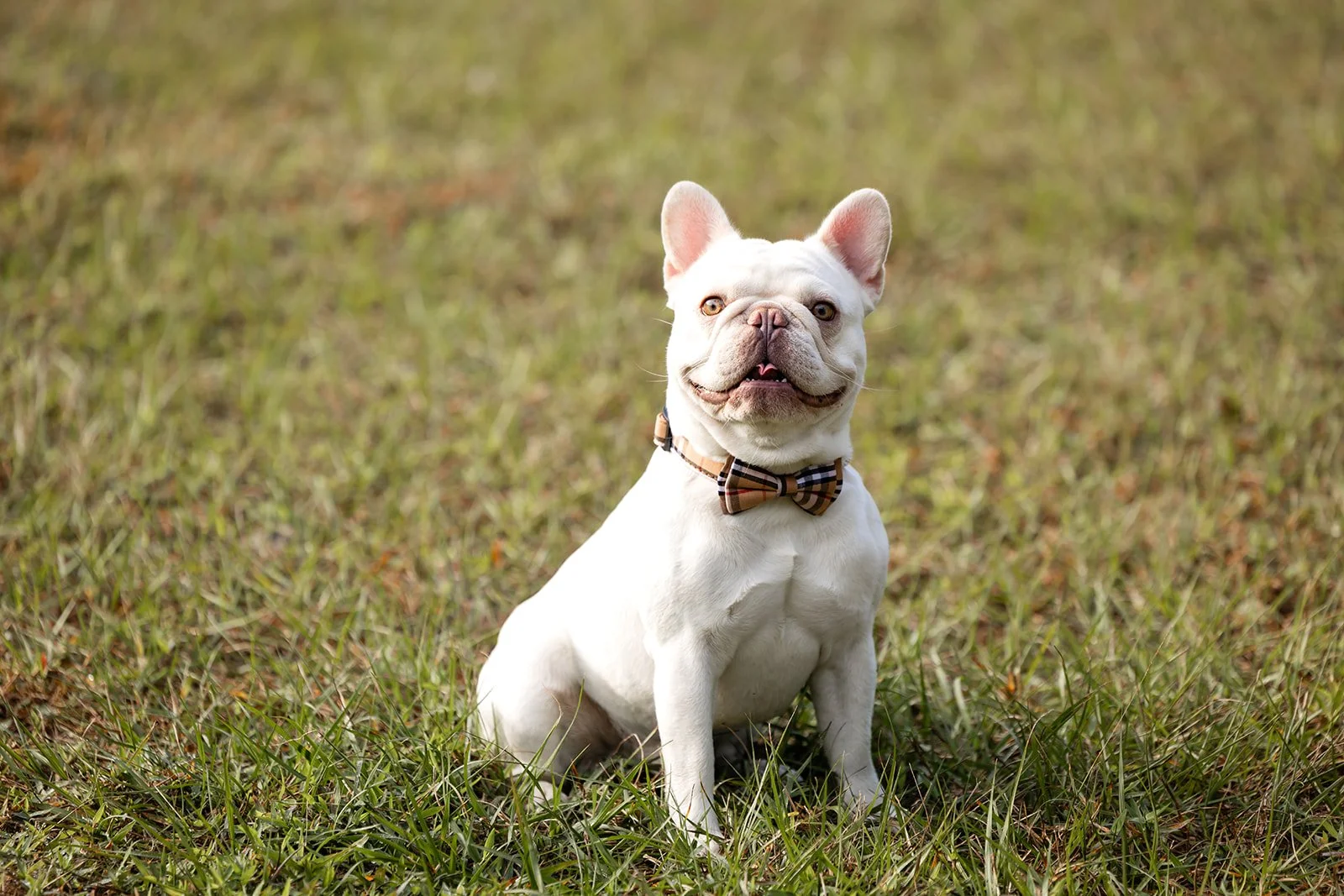 Outdoor pet portrait photographed in a natural field setting by Dreamscape Photography + Video in Central Florida.