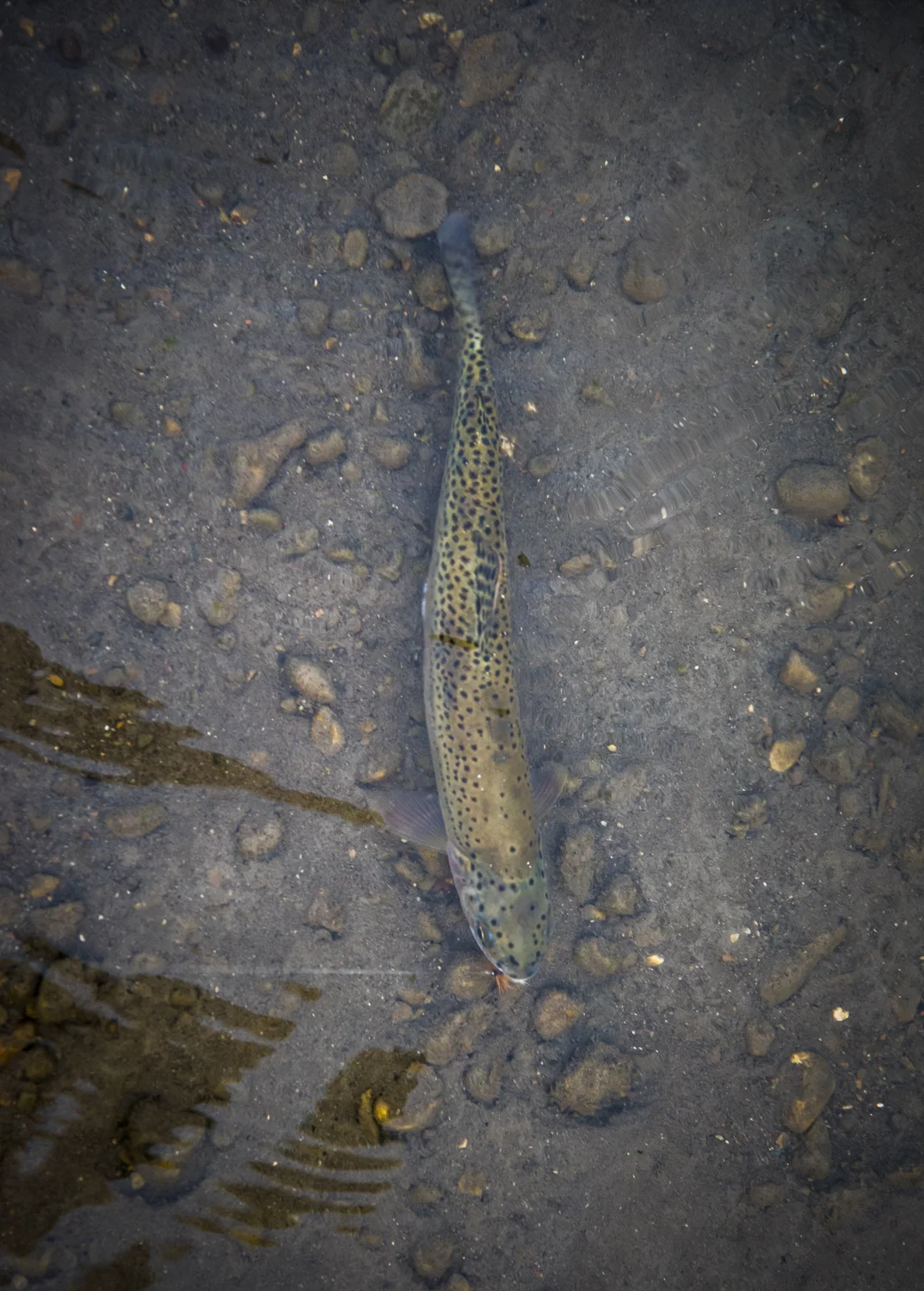 Flyfishing_19.jpg