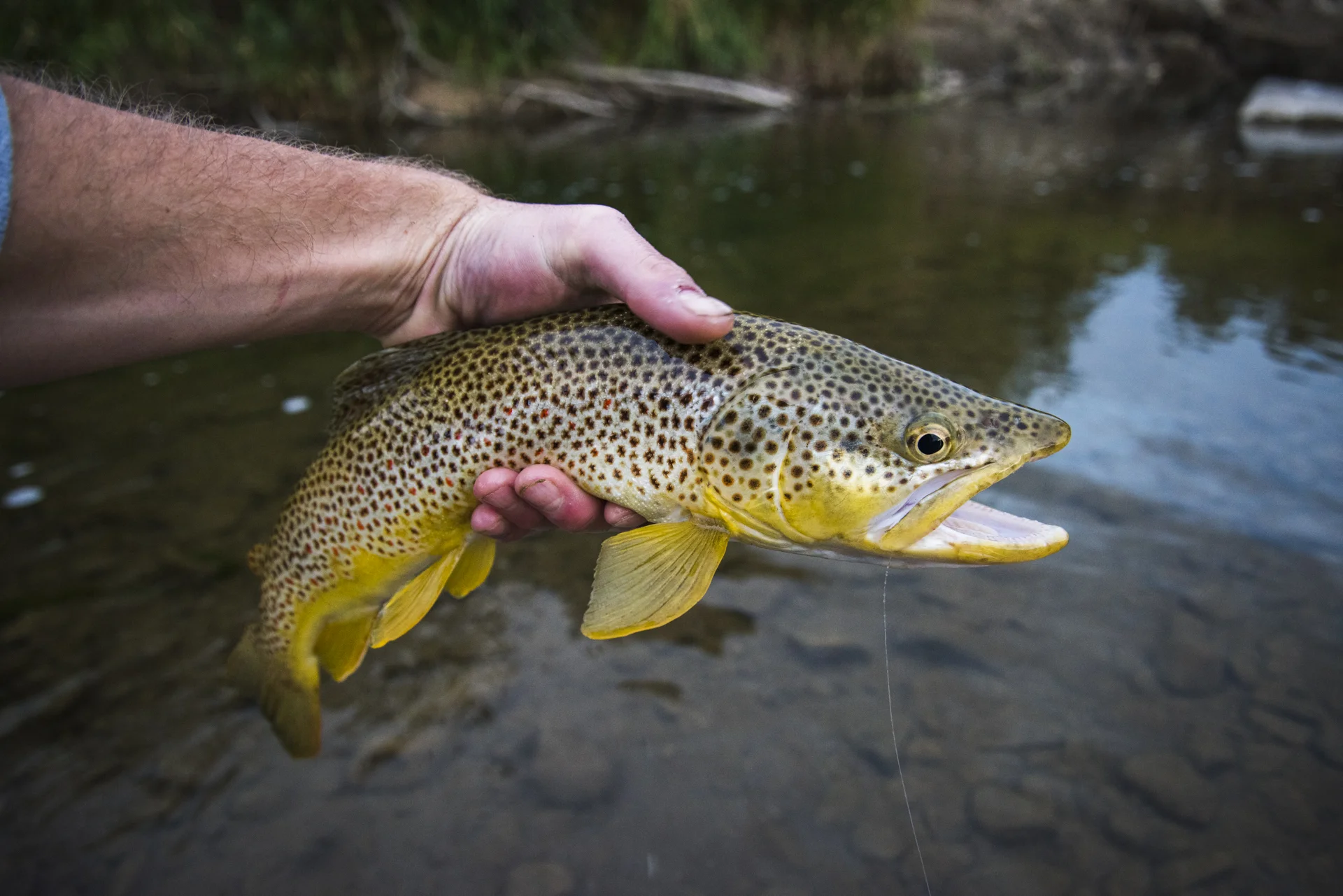 Flyfishing_29.jpg