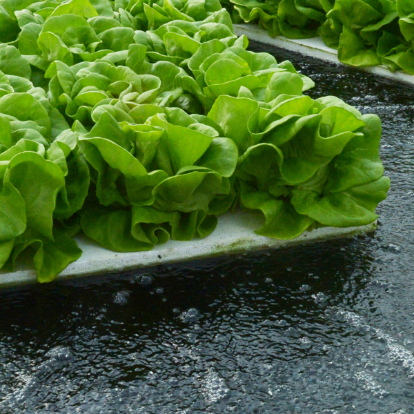Suncrest™ Bibb lettuce on rafts floating on nutrient-rich, oxygenated water — a Deep Water Culture (DWC) growing method.